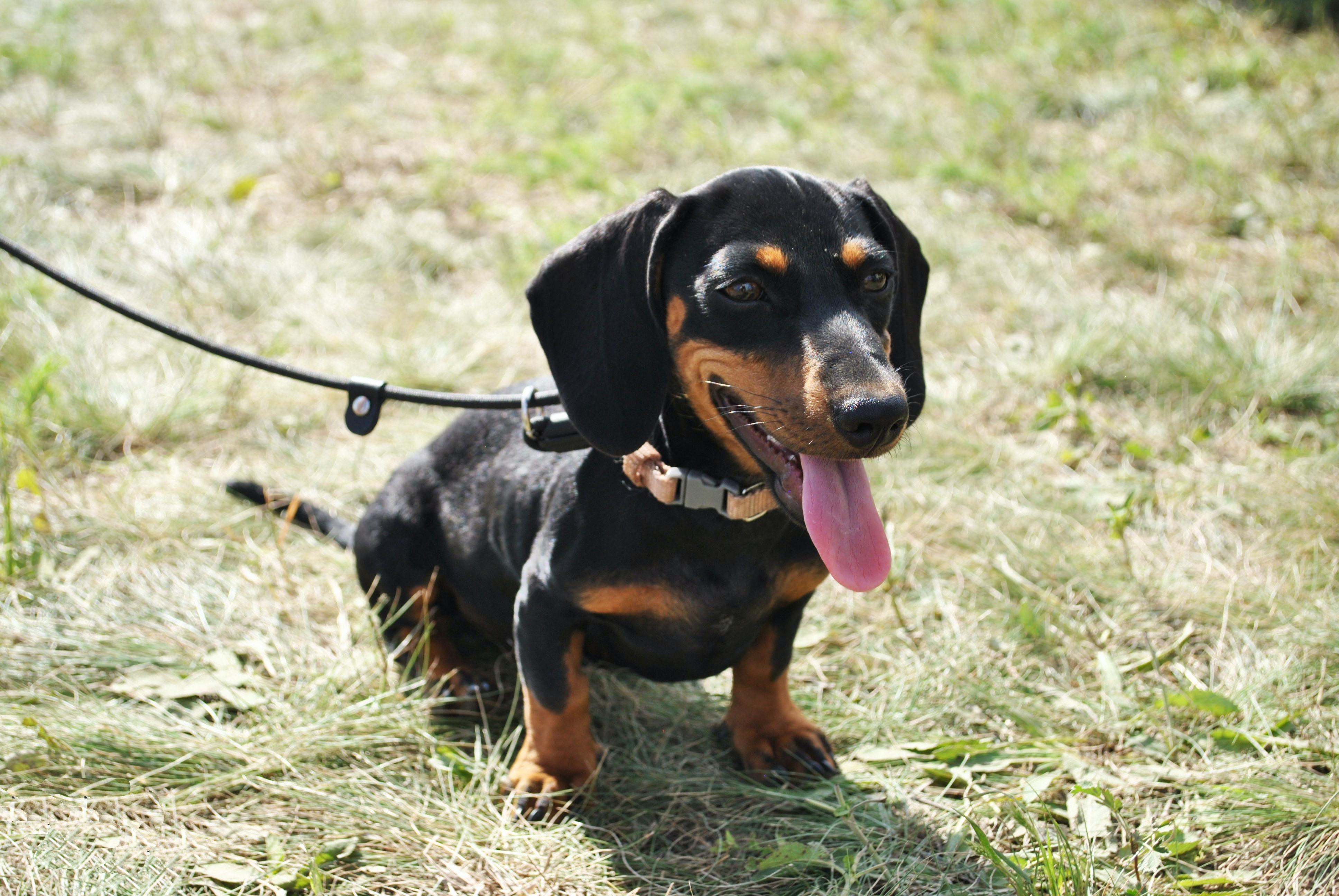 A Dachshund Outside on a Leash