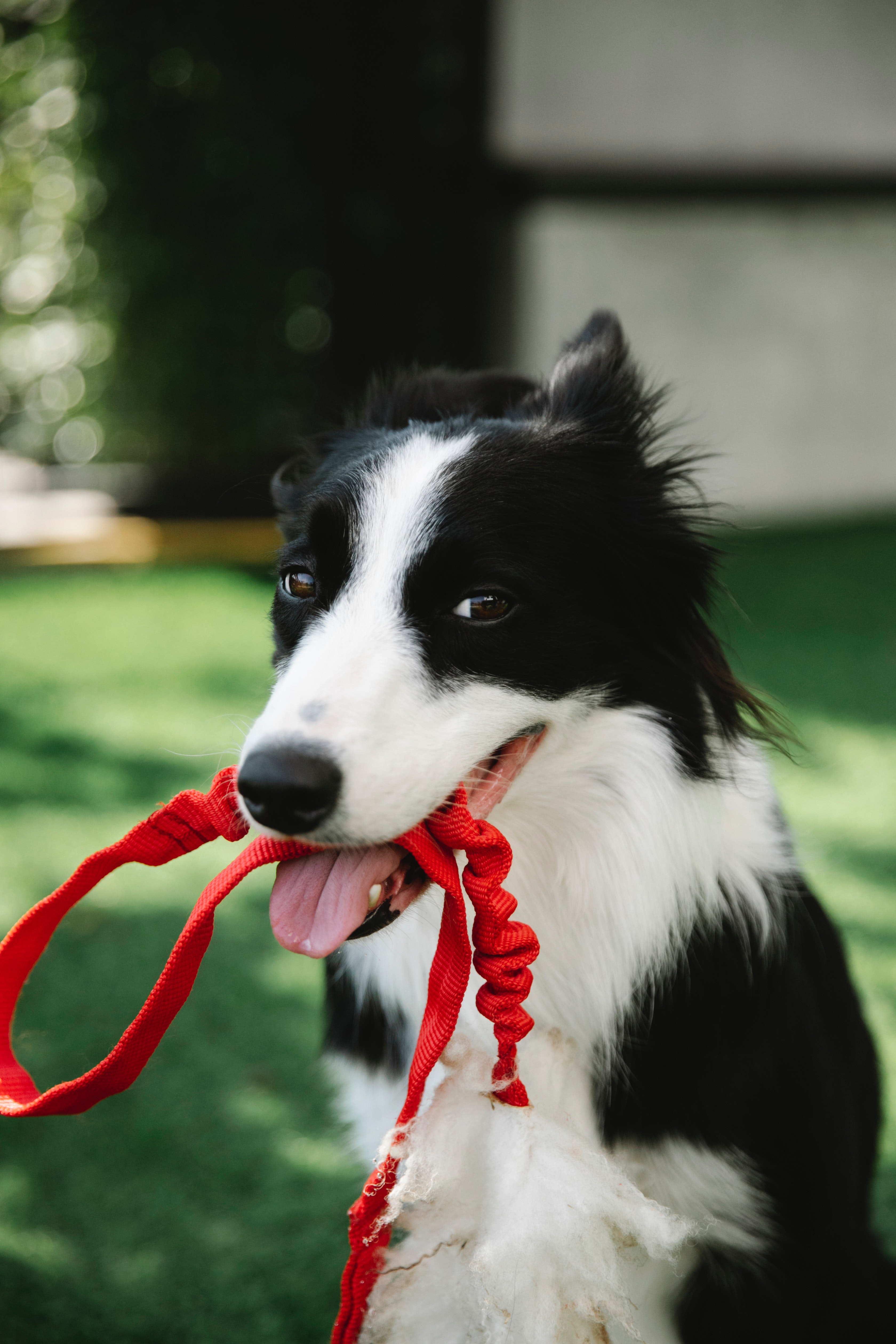 dog with leash in their mouth Photo by Blue Bird: https://www.pexels.com/photo/adorable-border-collie-with-leash-7210748/  dog with leash in their mouth Photo by Blue Bird: https://www.pexels.com/photo/adorable-border-collie-with-leash-7210748/