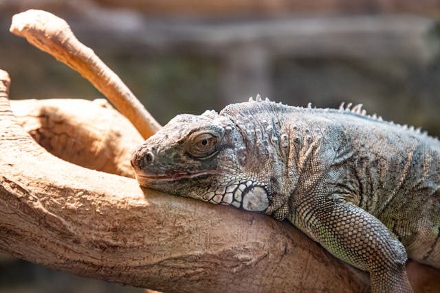 Green Igusna Basking on a Branch