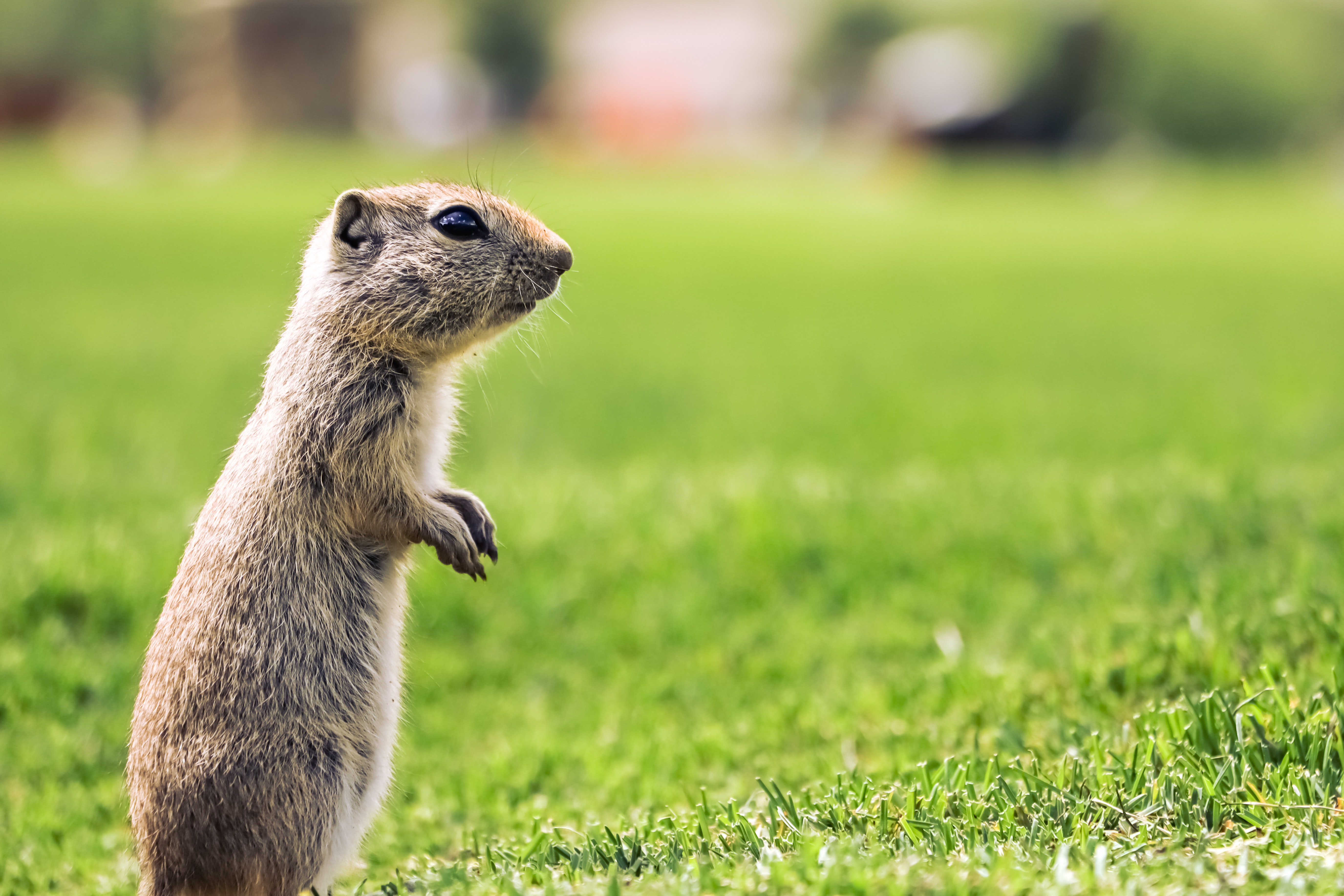 Prairie Dog in a Field Prairie Dog in a Field
