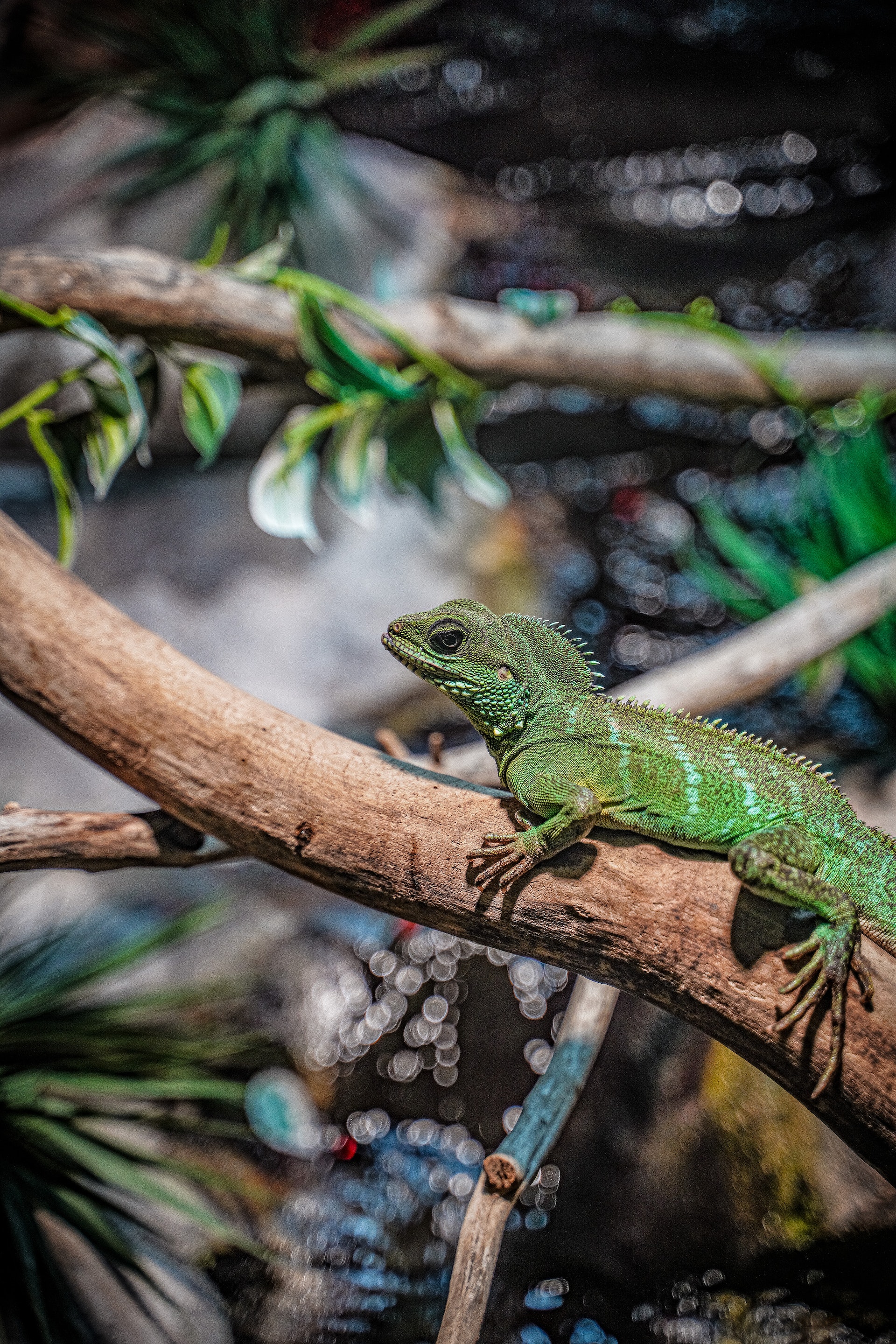 Chinese Water Dragon Pet on a Branch