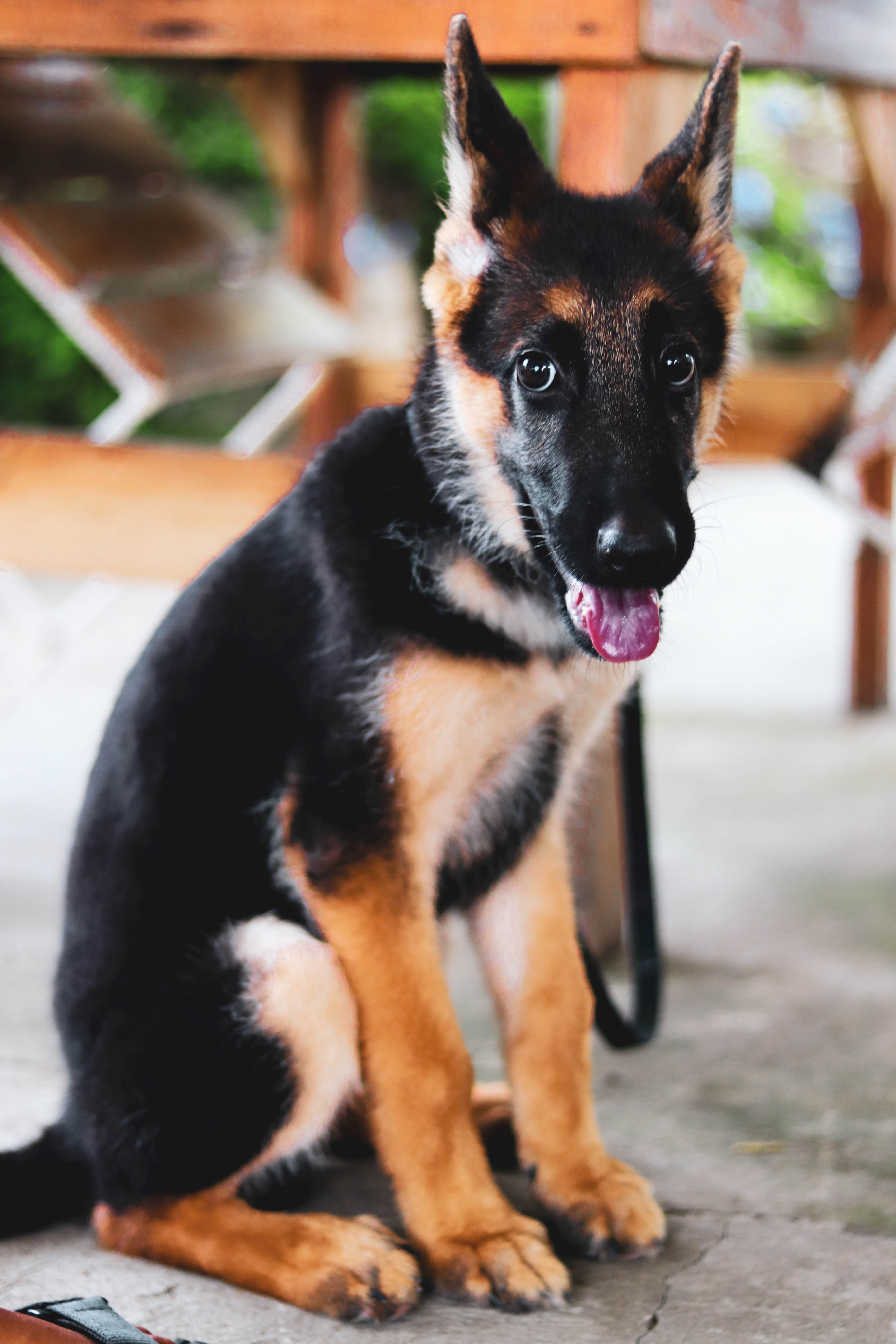 German Shepherd Looking Attentive