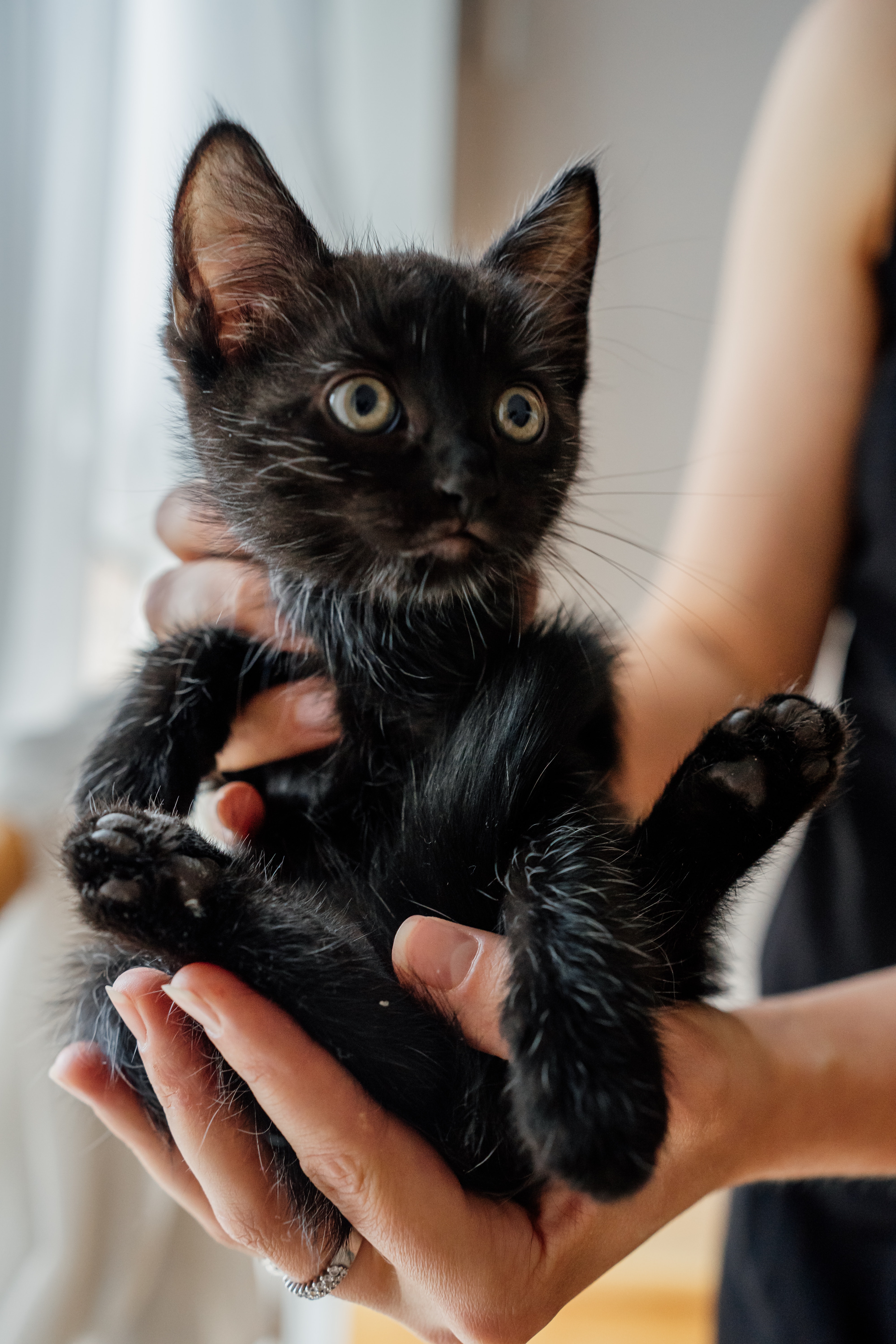 Cat Held in a Person's Hands