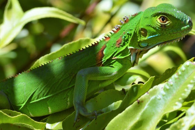 Green Iguana in the Sum on Some Leaves