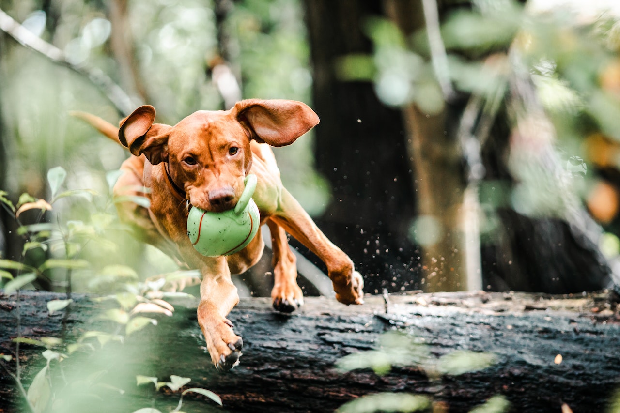 Dog running with a ball Photo by chepté cormani: https://www.pexels.com/photo/dog-with-ball-in-mouth-jumping-over-a-fallen-tree-trunk-3013467/
