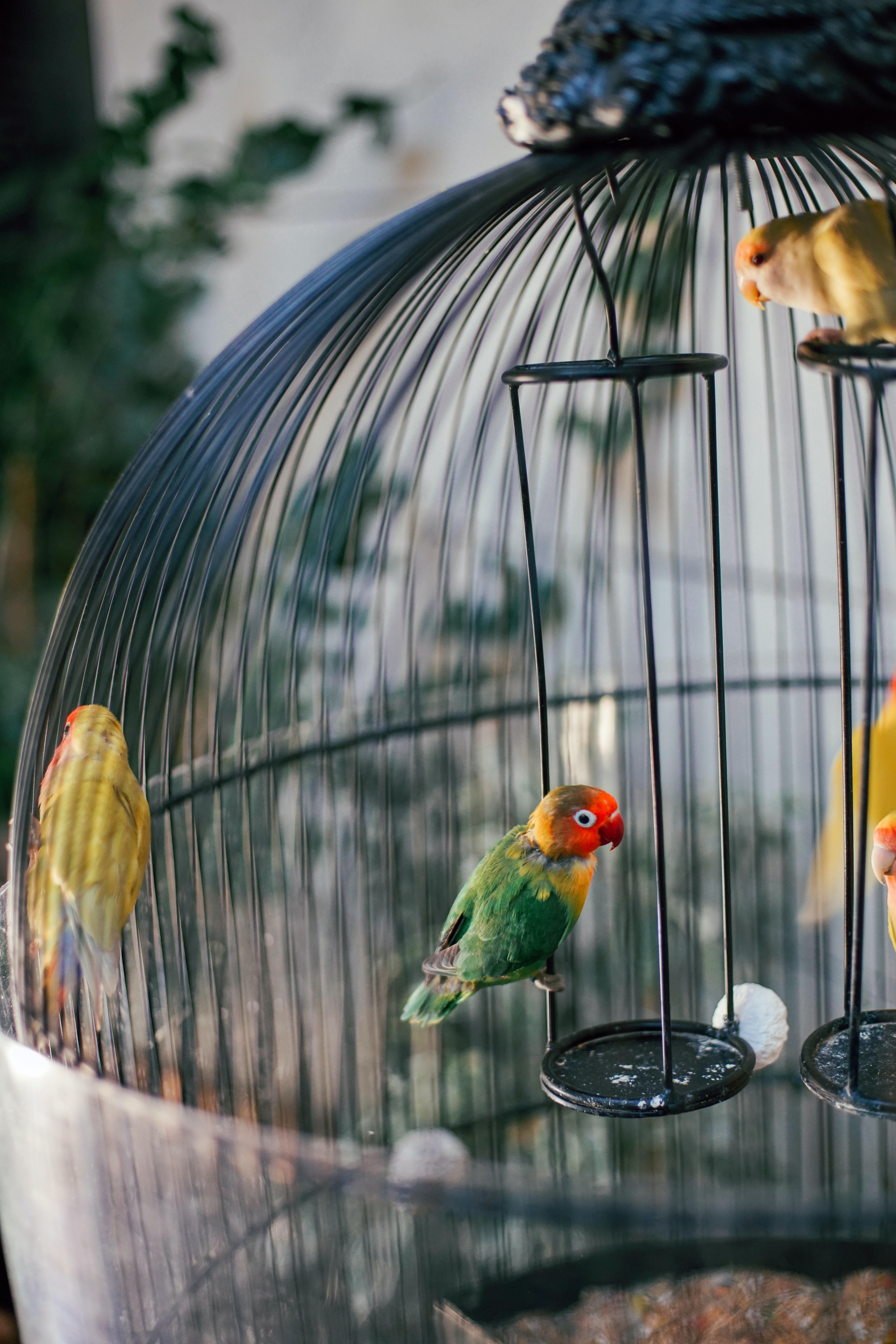 Parrots in a Birdcage
