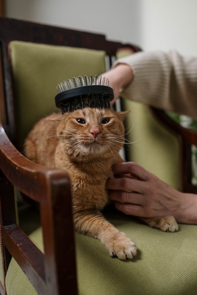 Cat Being Brushed on It's Head Cat Being Brushed on It's Head
