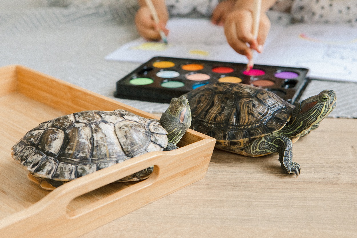 Two Tortoises on a Table Where Kids Are Painting Two Tortoises on a Table Where Kids Are Painting