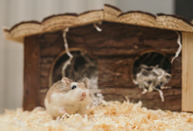Mouse in a Cage With Bedding in Front of a Small Mouse House Mouse in a Cage With Bedding in Front of a Small Mouse House