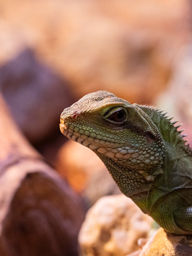 Close Up Chinese Water Dragon Image of Its Head
