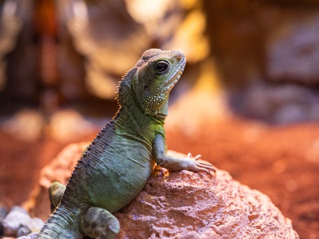 Chinese Water Dragon on a Rock