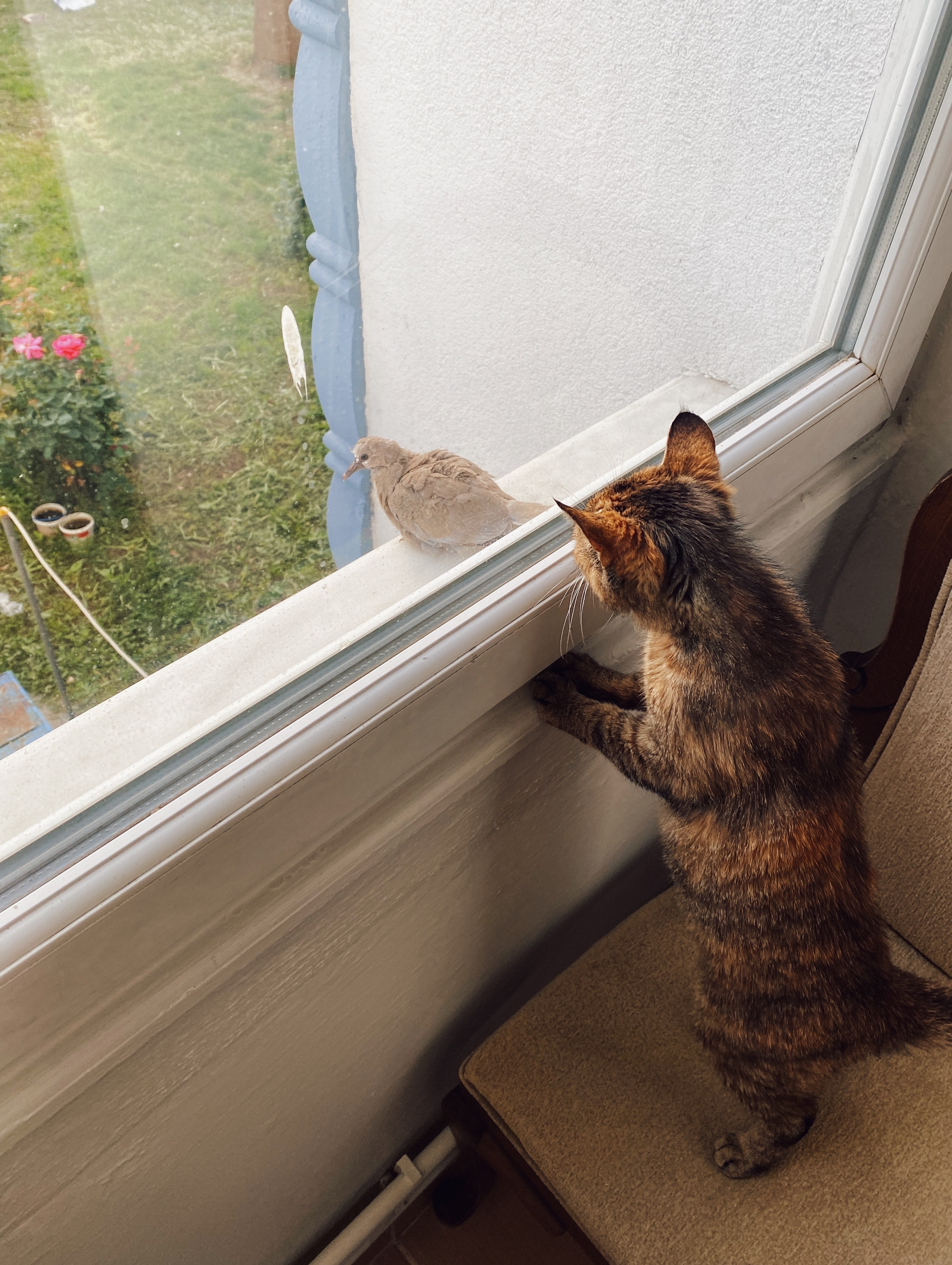 Cat Looking at a Bird Through a Window Cat Looking at a Bird Through a Window