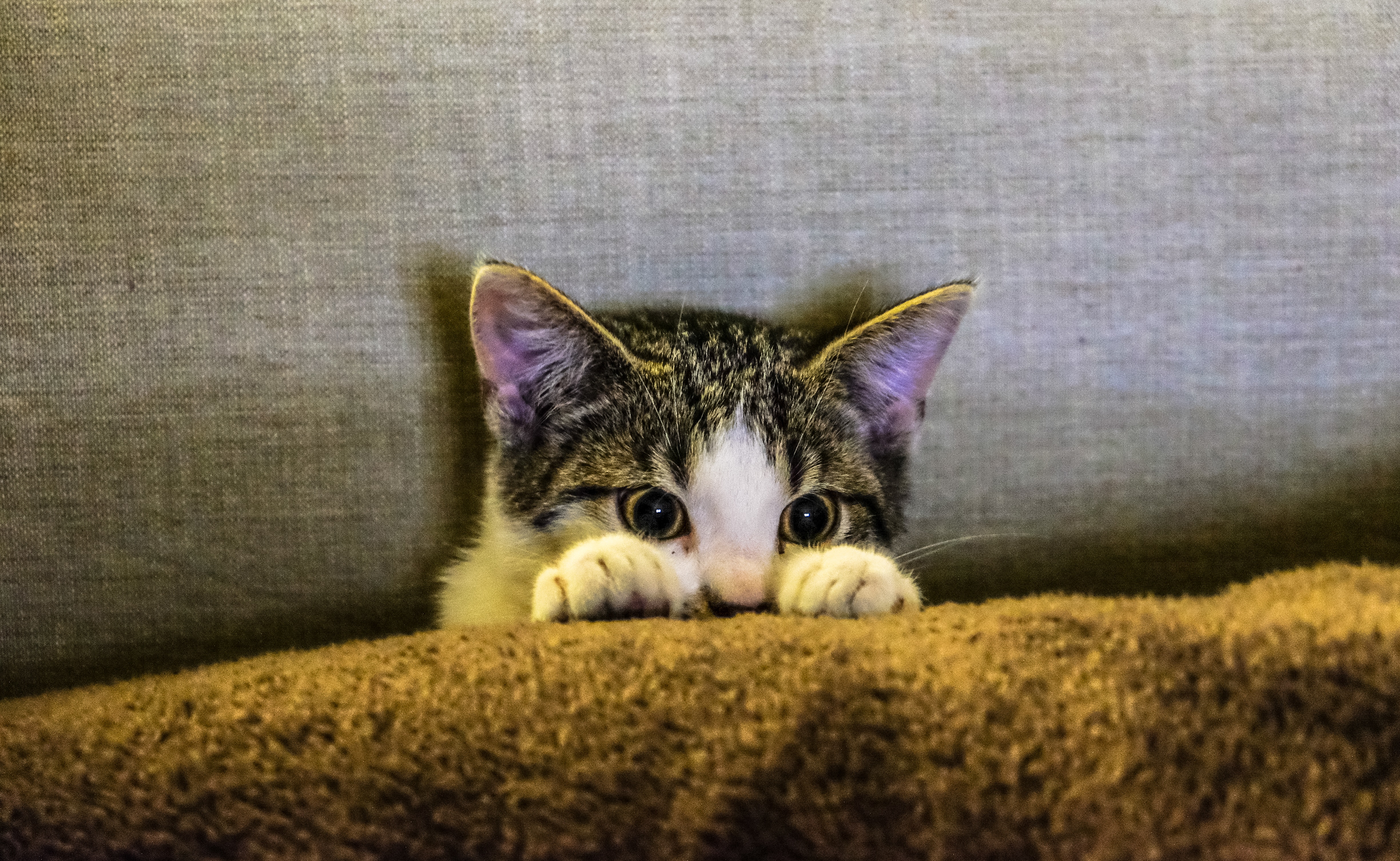 Scared Looking Kitten Hiding Behind a Pillow Scared Looking Kitten Hiding Behind a Pillow