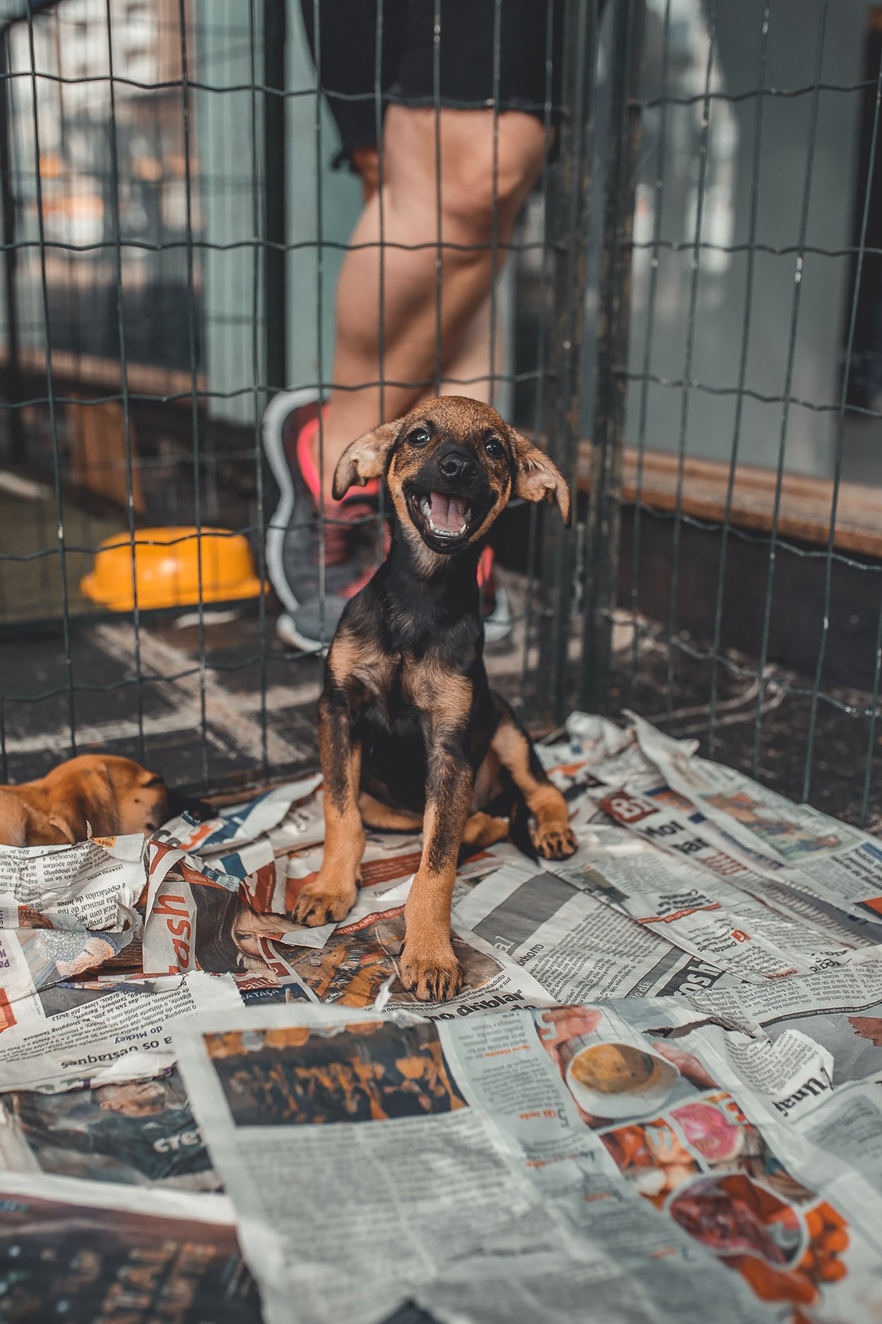 Happy Looking Dog in a Cage with Newspaper on the Floor