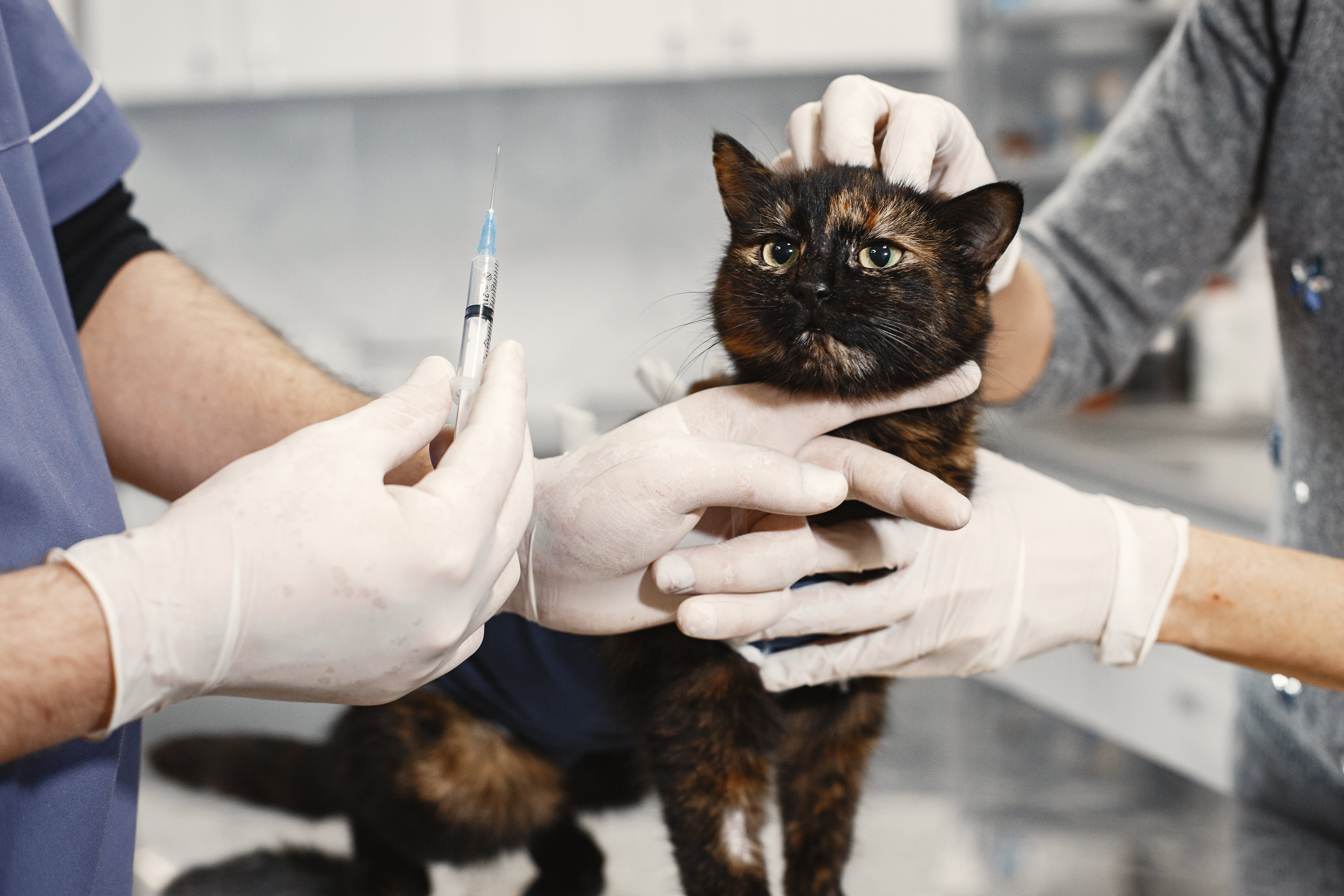 A Vet Giving a Cat a Shot