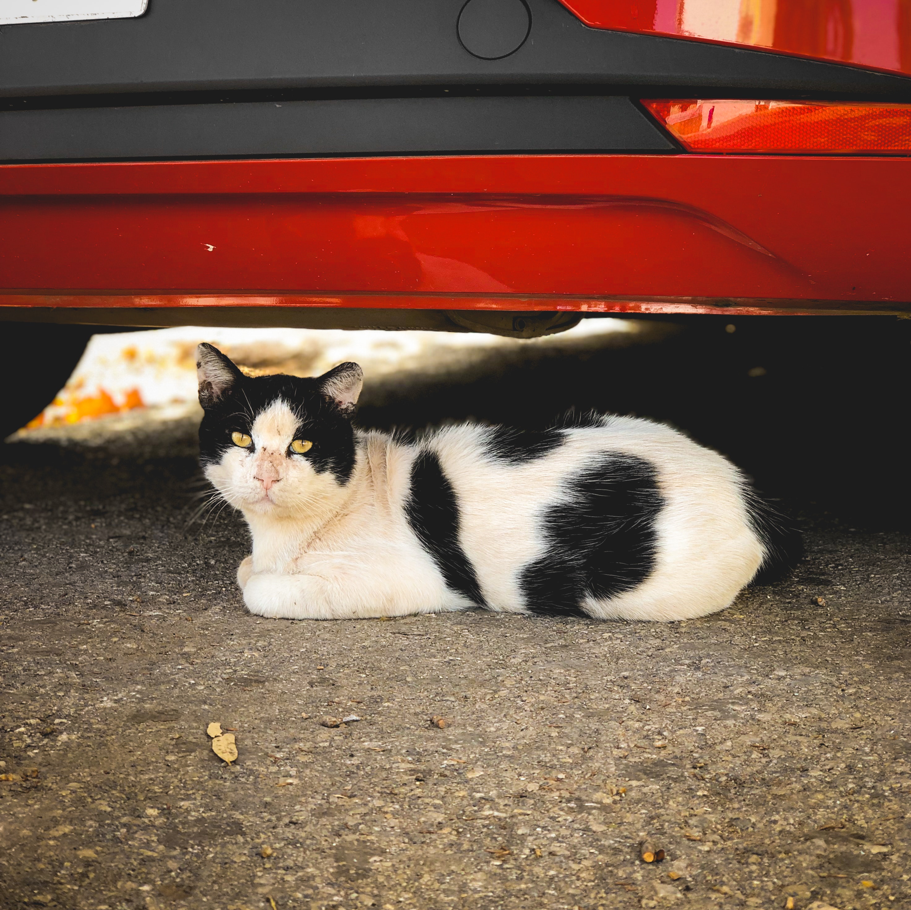 Cat Under Car a Definite Safety Issue for an Indoor Cat vs Outdoor Cat Cat Under Car a Definite Safety Issue for an Indoor Cat vs Outdoor Cat