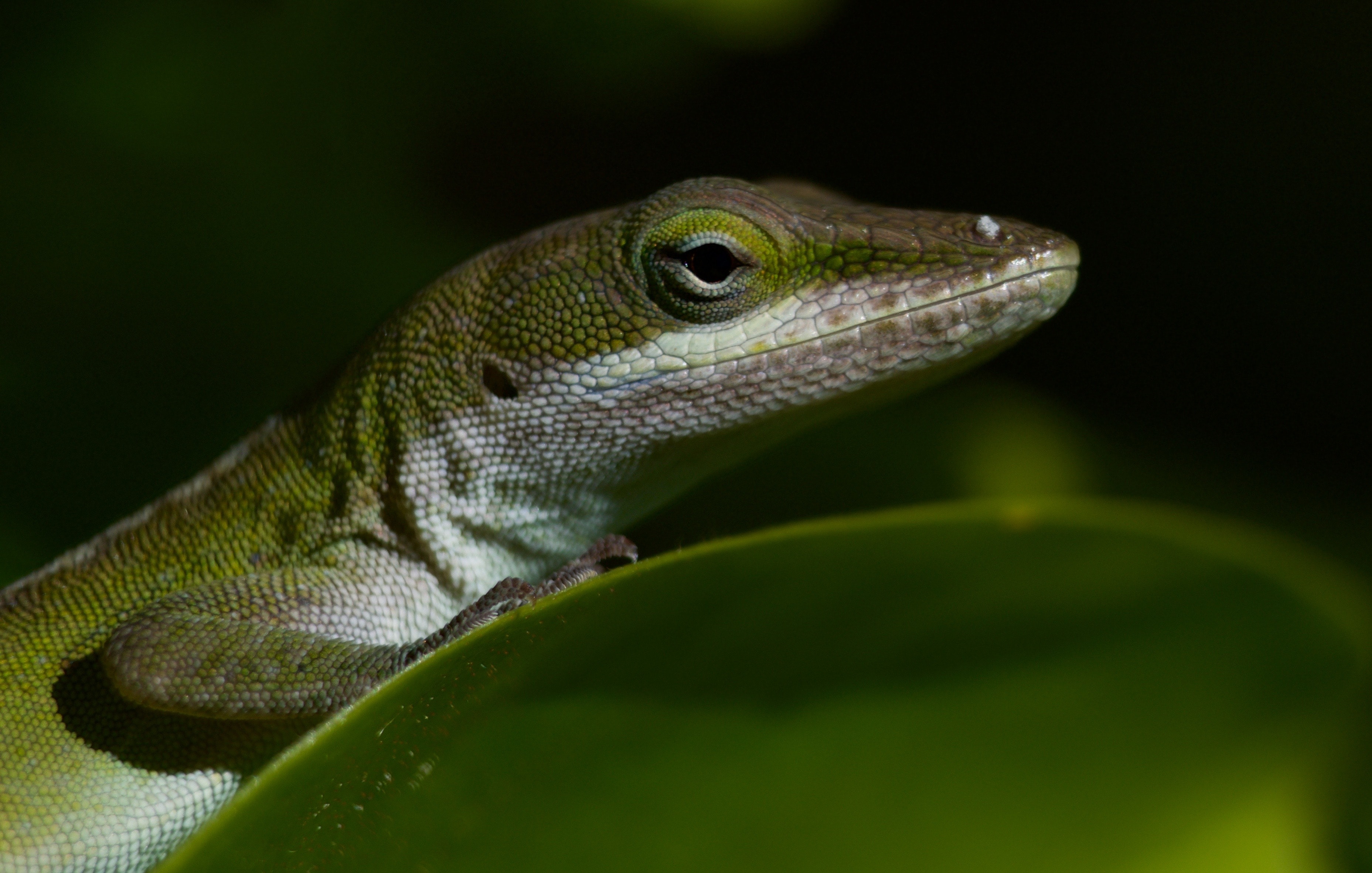Close Uo of an Anole Face With a Dark Background Close Uo of an Anole Face With a Dark Background
