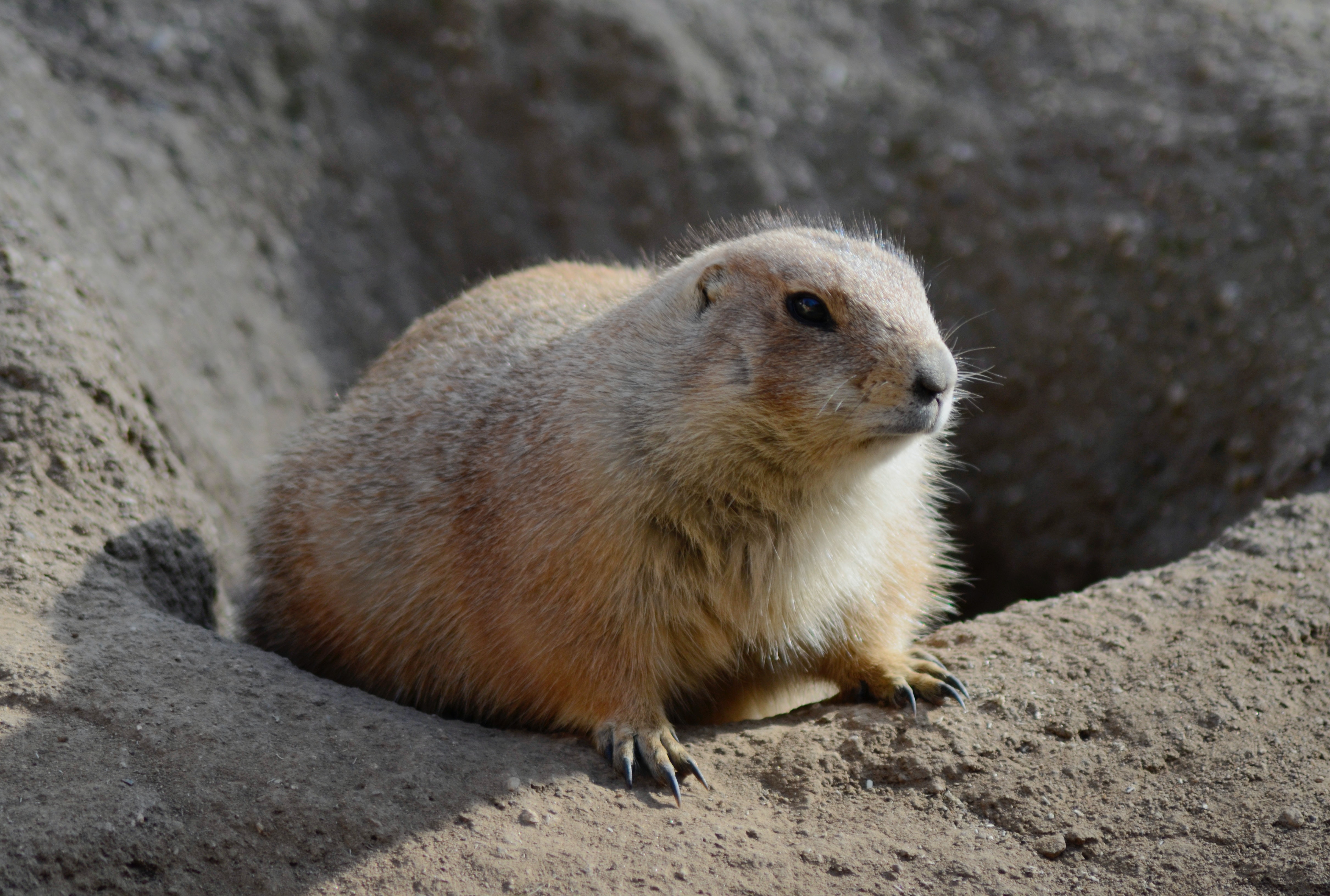 Prairie Dog in a Tunnel Prairie Dog in a Tunnel