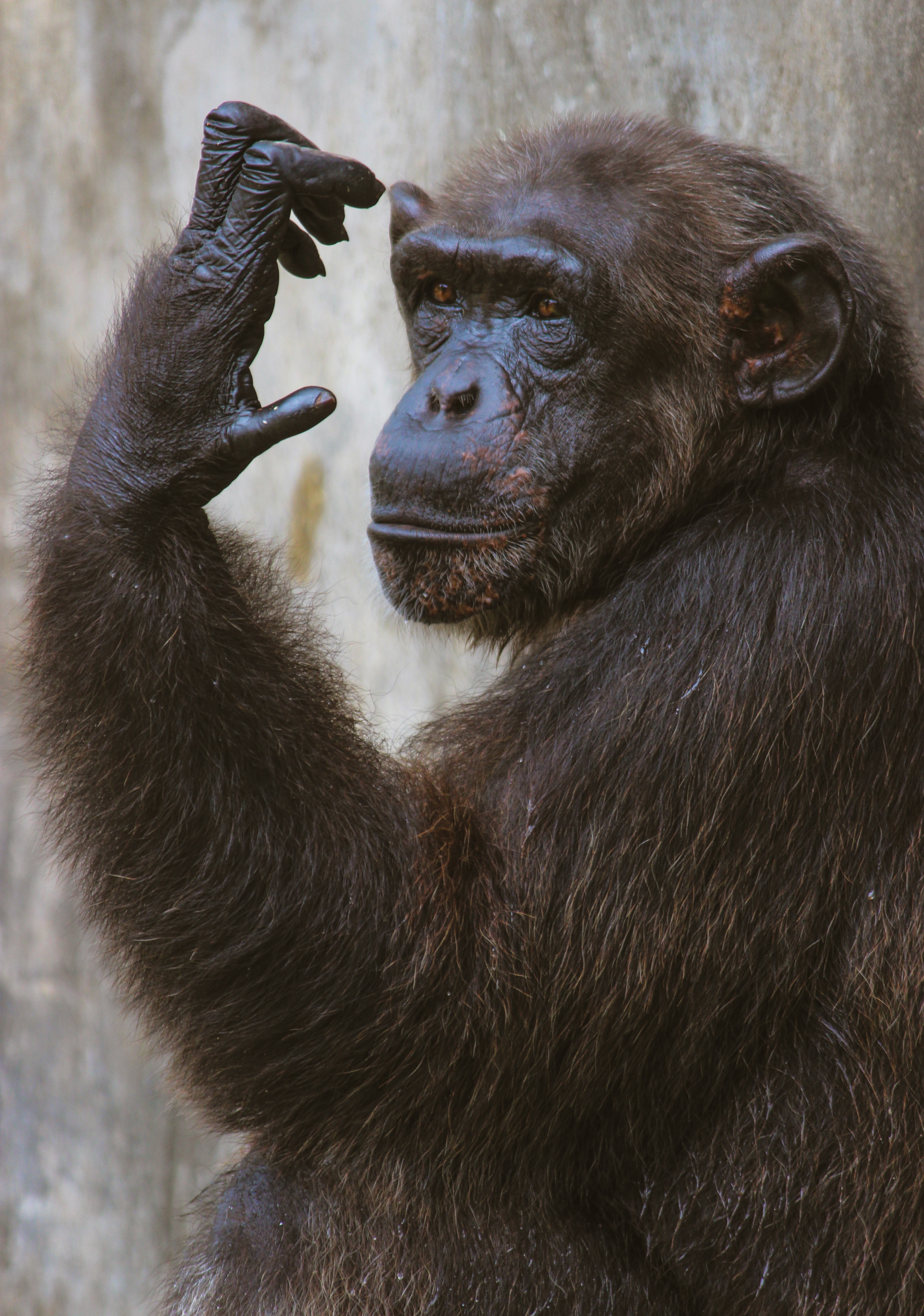 Chimpanzee Looking at Its Hand Chimpanzee Looking at Its Hand