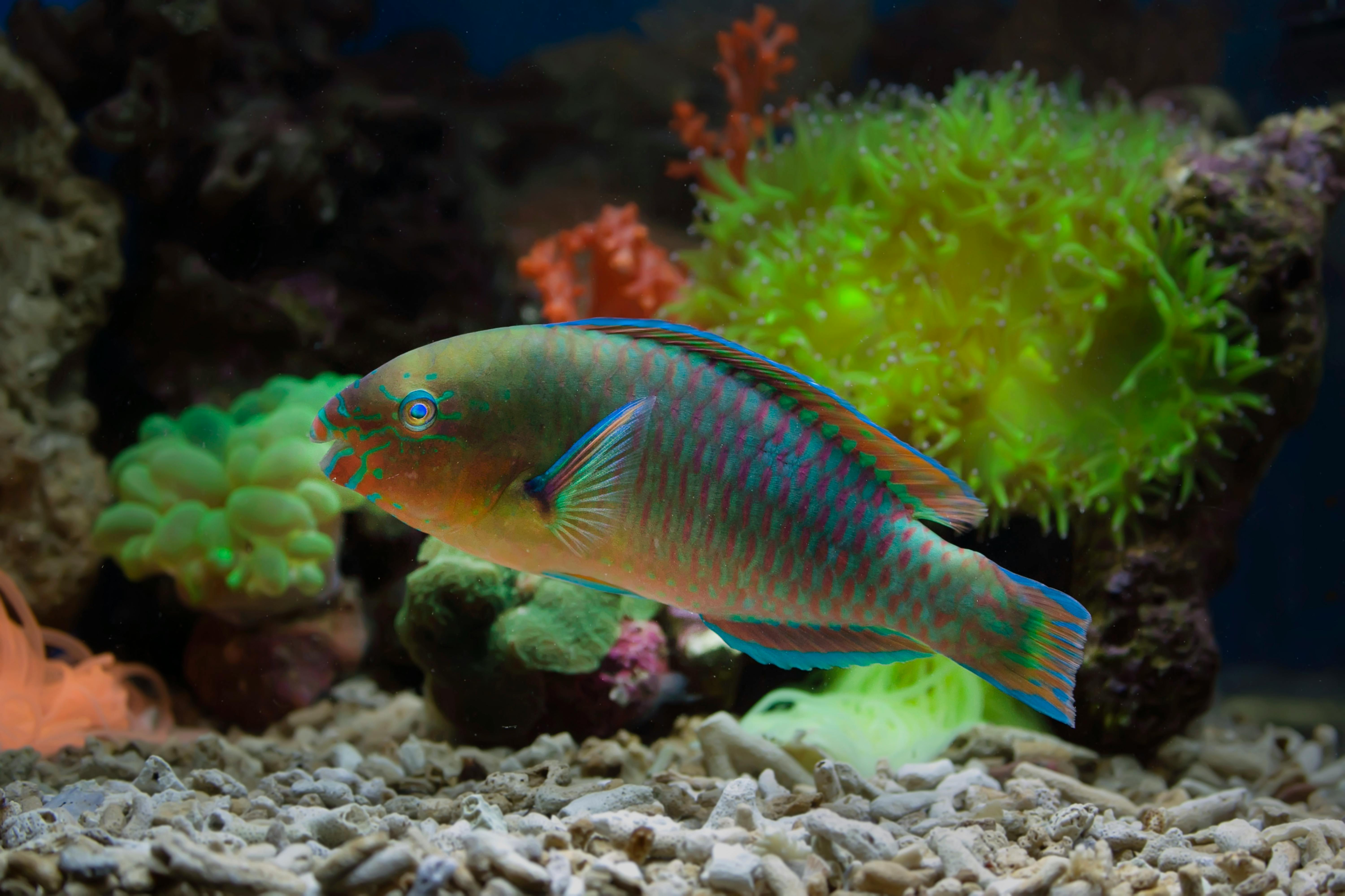 A Fish in a Tank With Coral