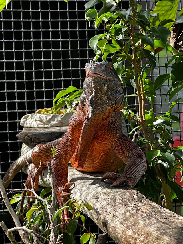 Iguana on a Branch in Its Enclusure