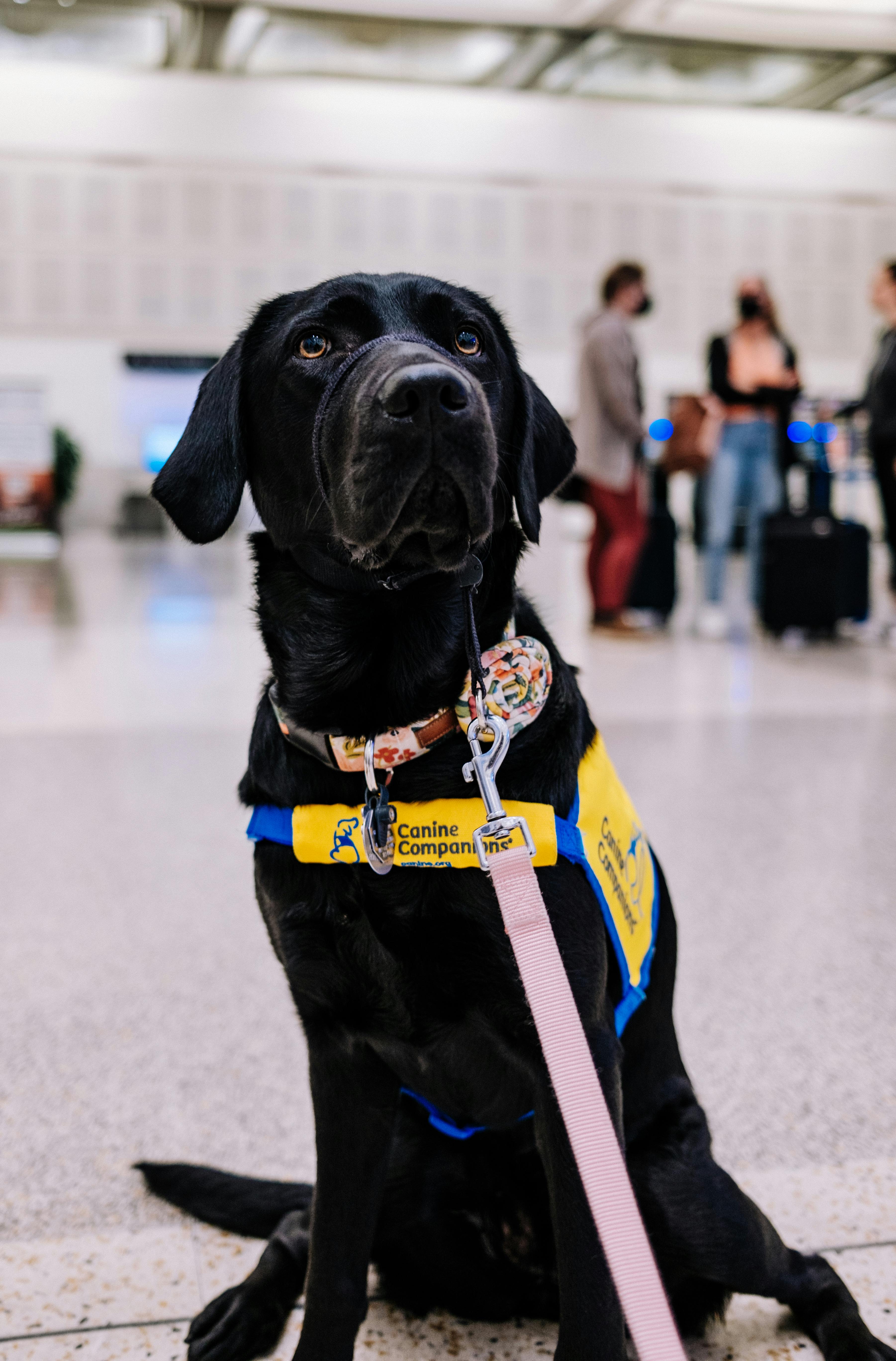 Dog in an Airport With a "Canine Companion" Vest