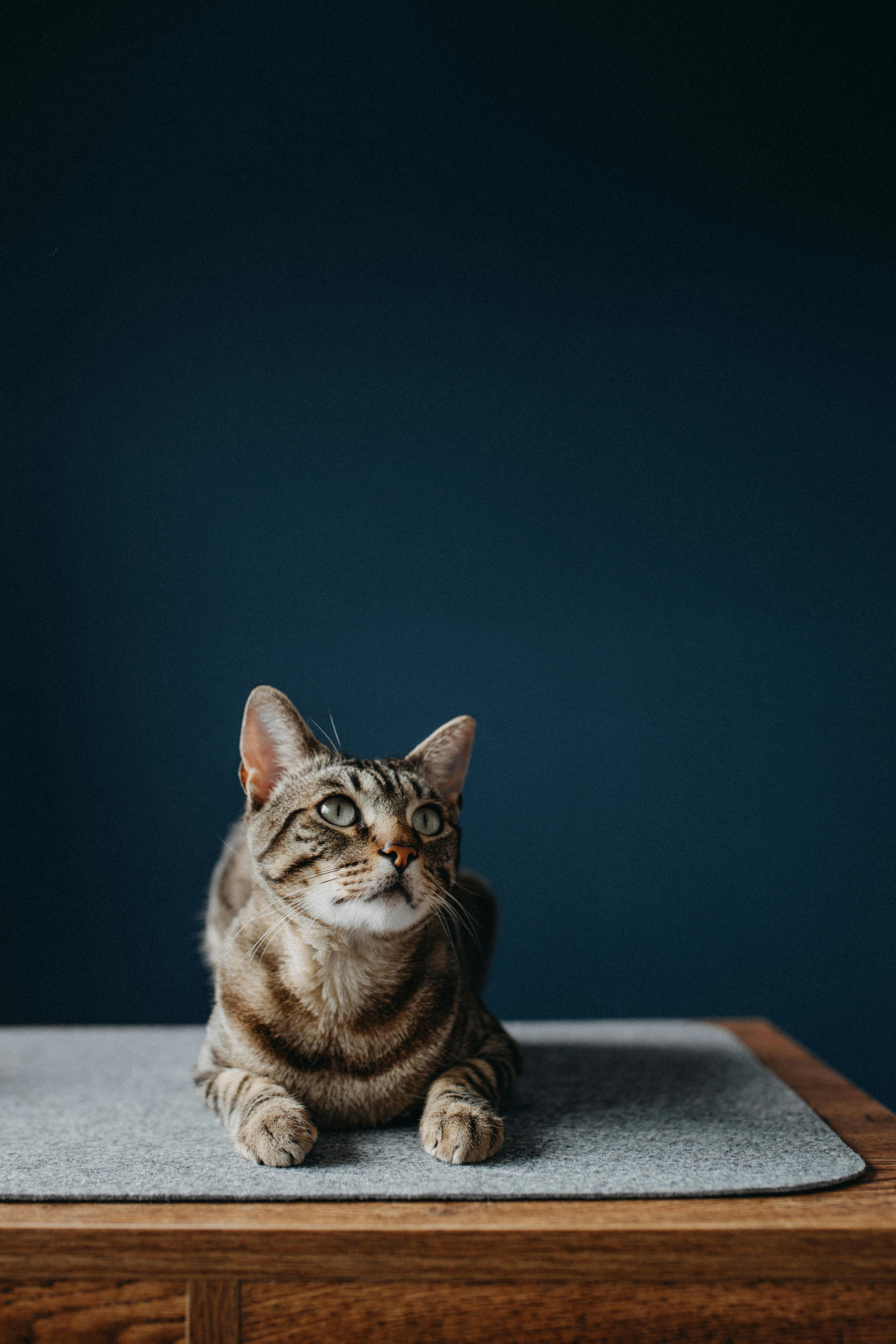 Cat on a Cooling Mat Cat on a Cooling Mat
