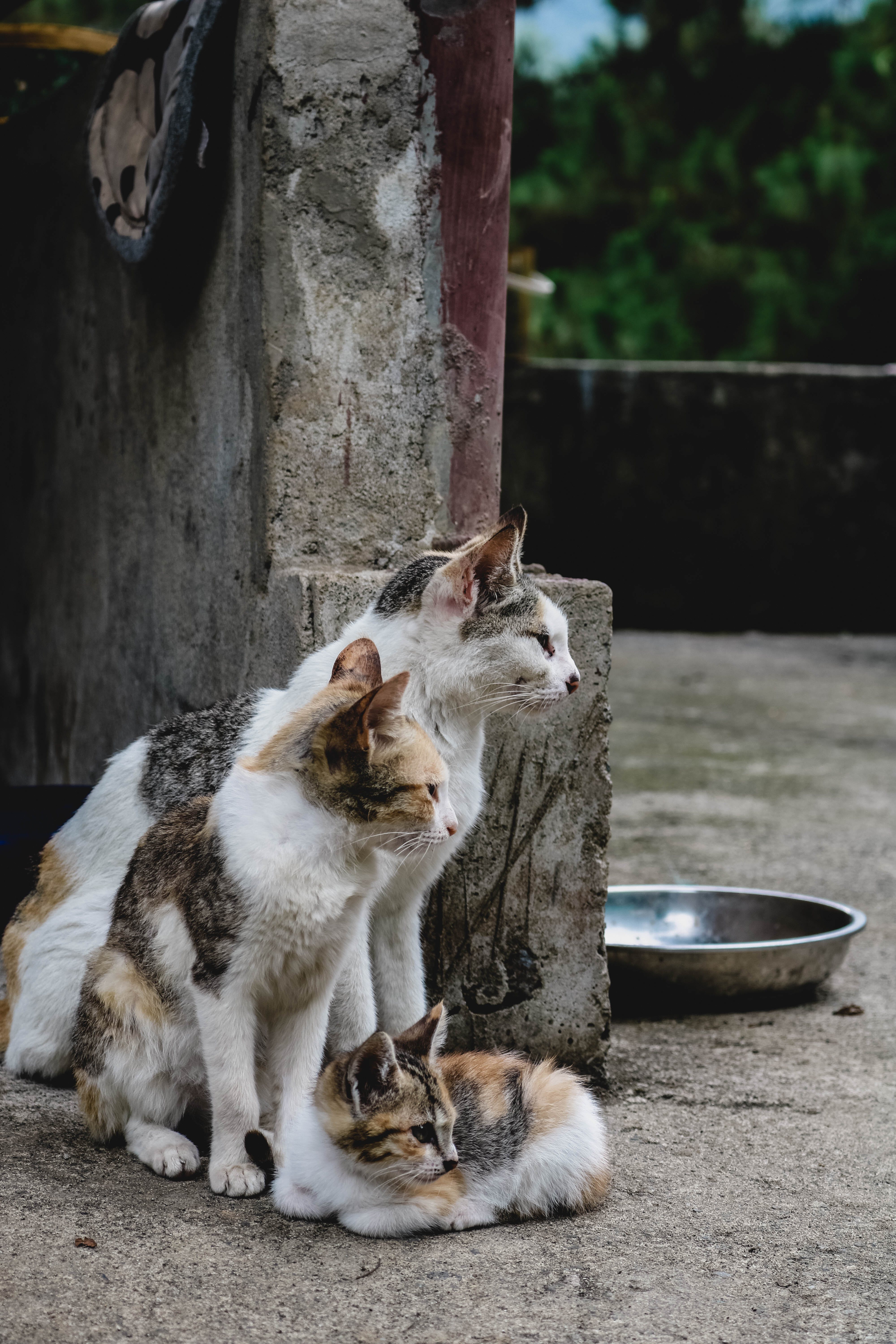 Three Cats. It looks like a Mom, Dad and Kitten