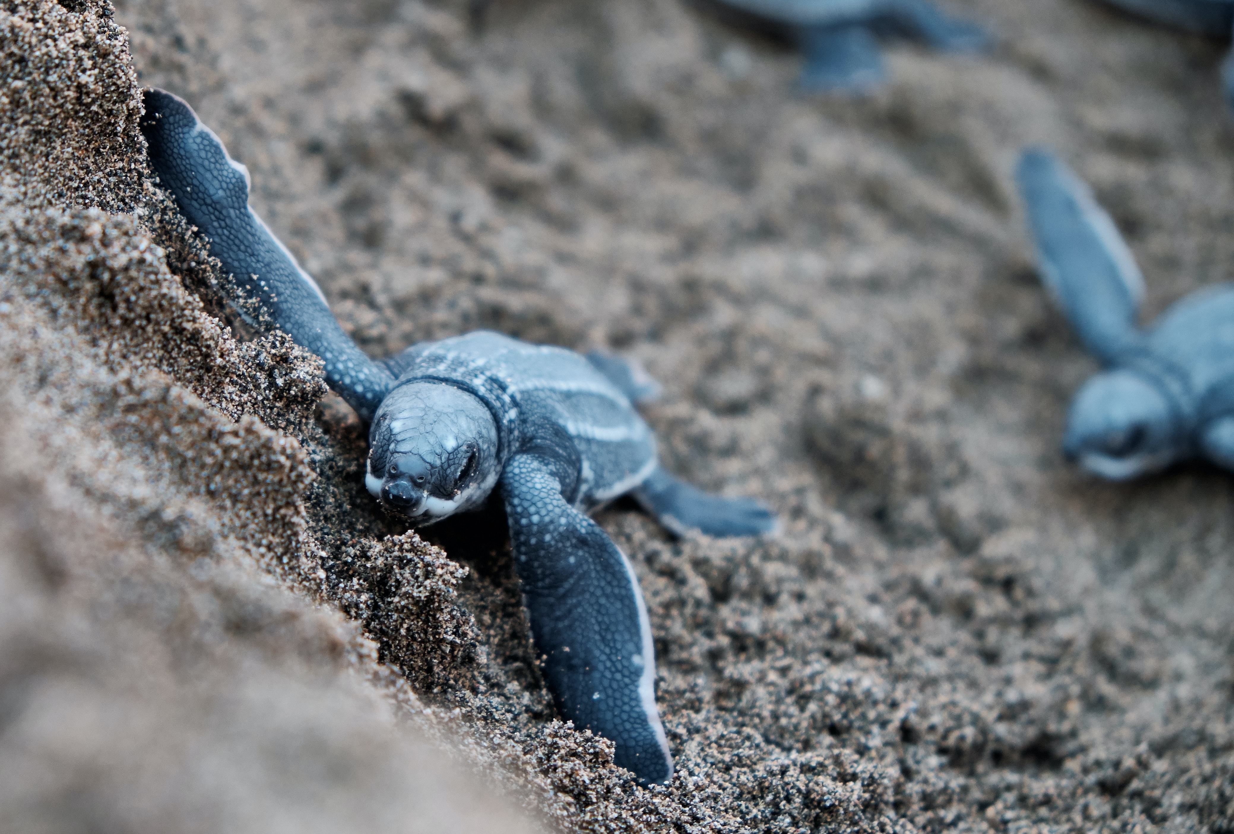 Blue Turtles Crawling on the Sand in Their Habitat