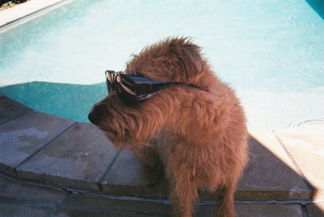 Dog Wearing Sunglasses by the Pool Dog Wearing Sunglasses by the Pool