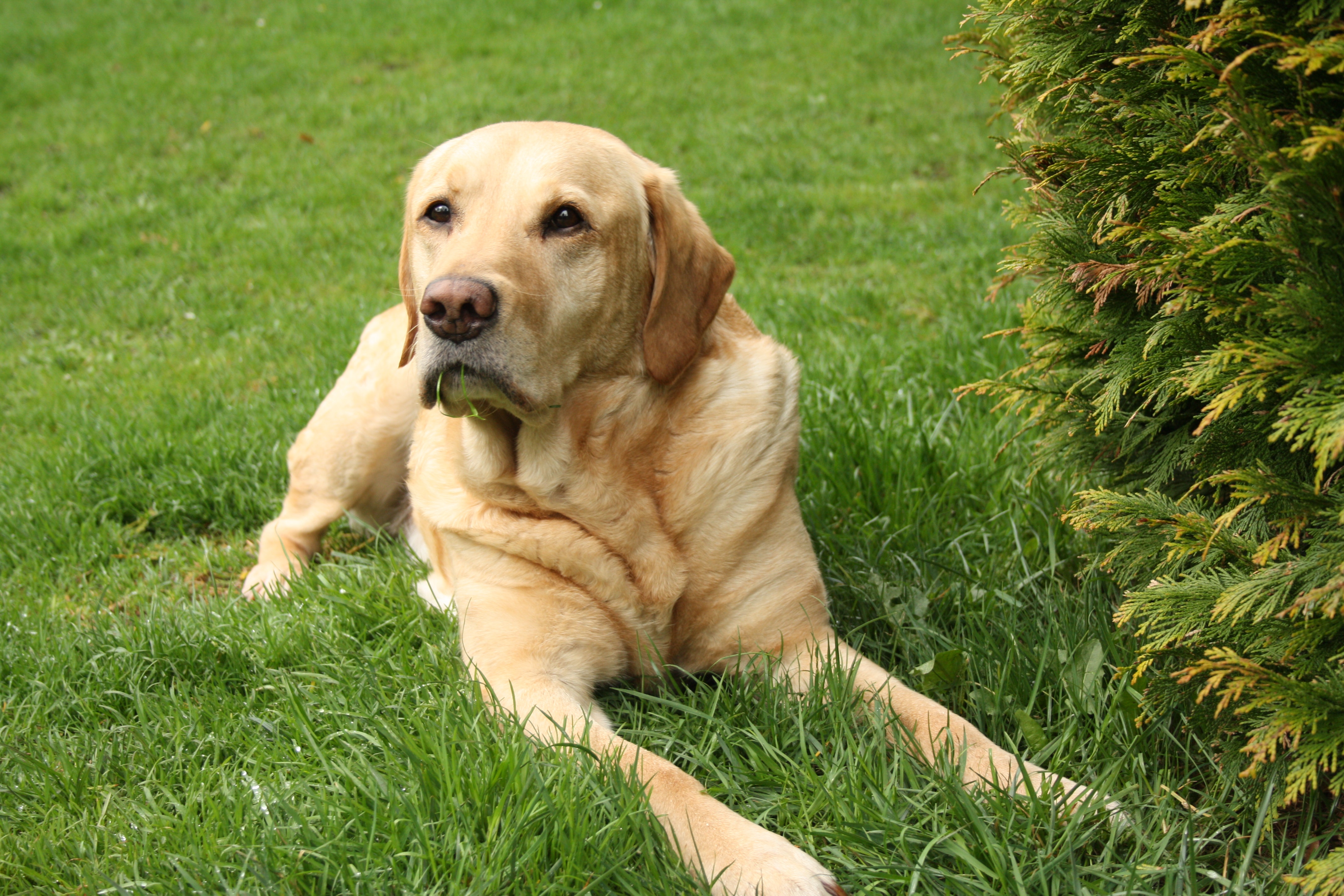 Retriever Dog Laying in the Grass