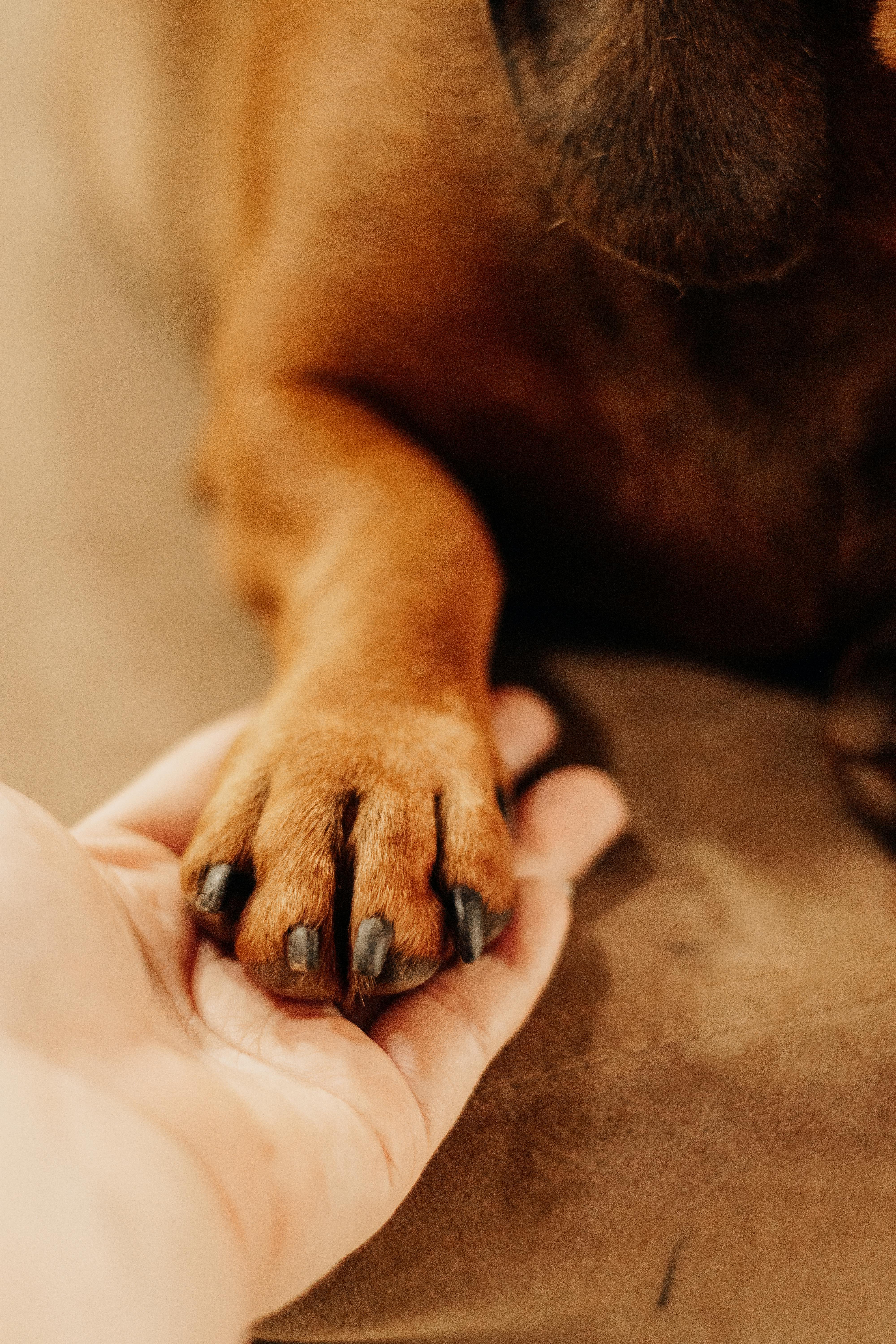 Dog's Paw Resting on a Human's Hand