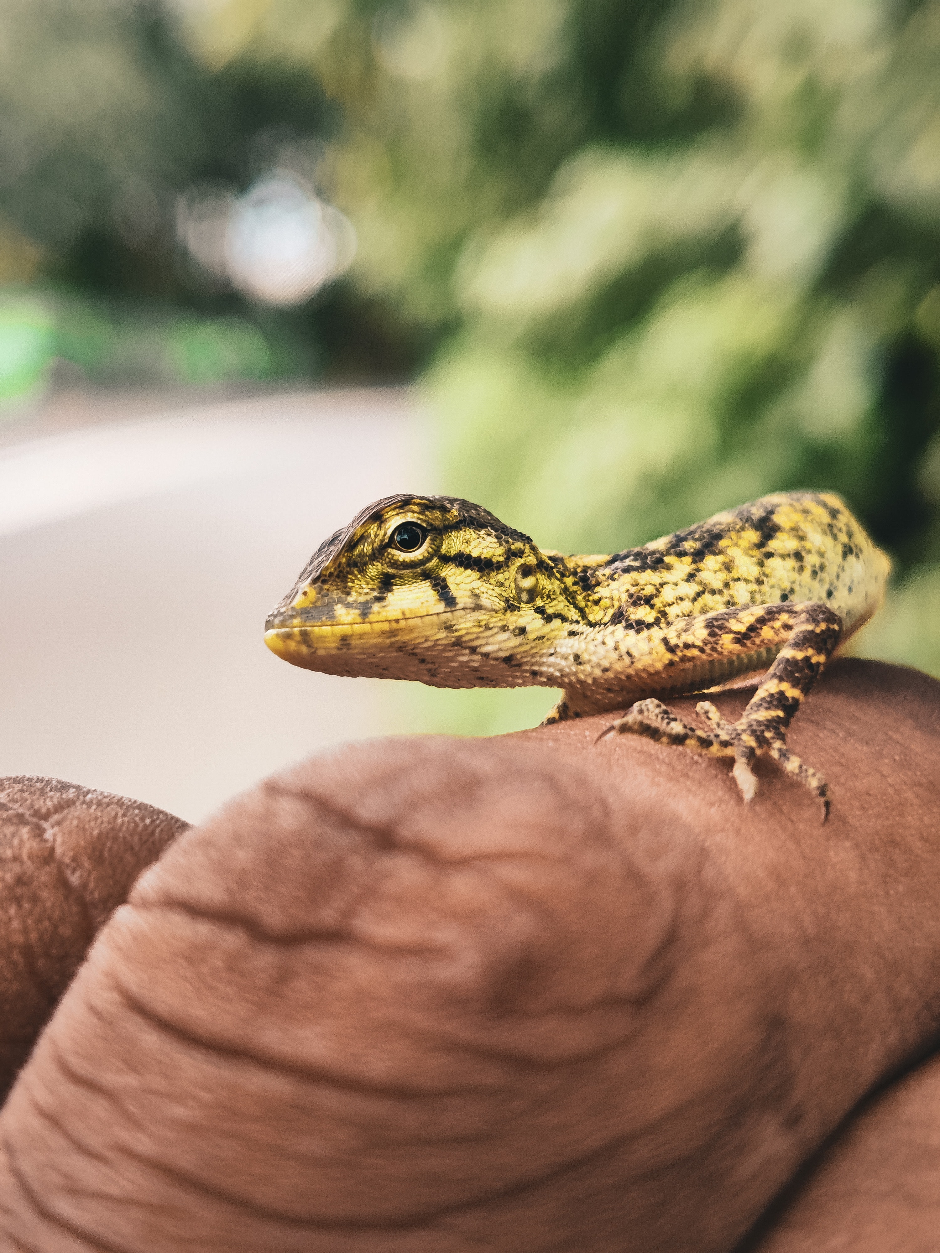 Pet Anole on Someone's Hand Pet Anole on Someone's Hand