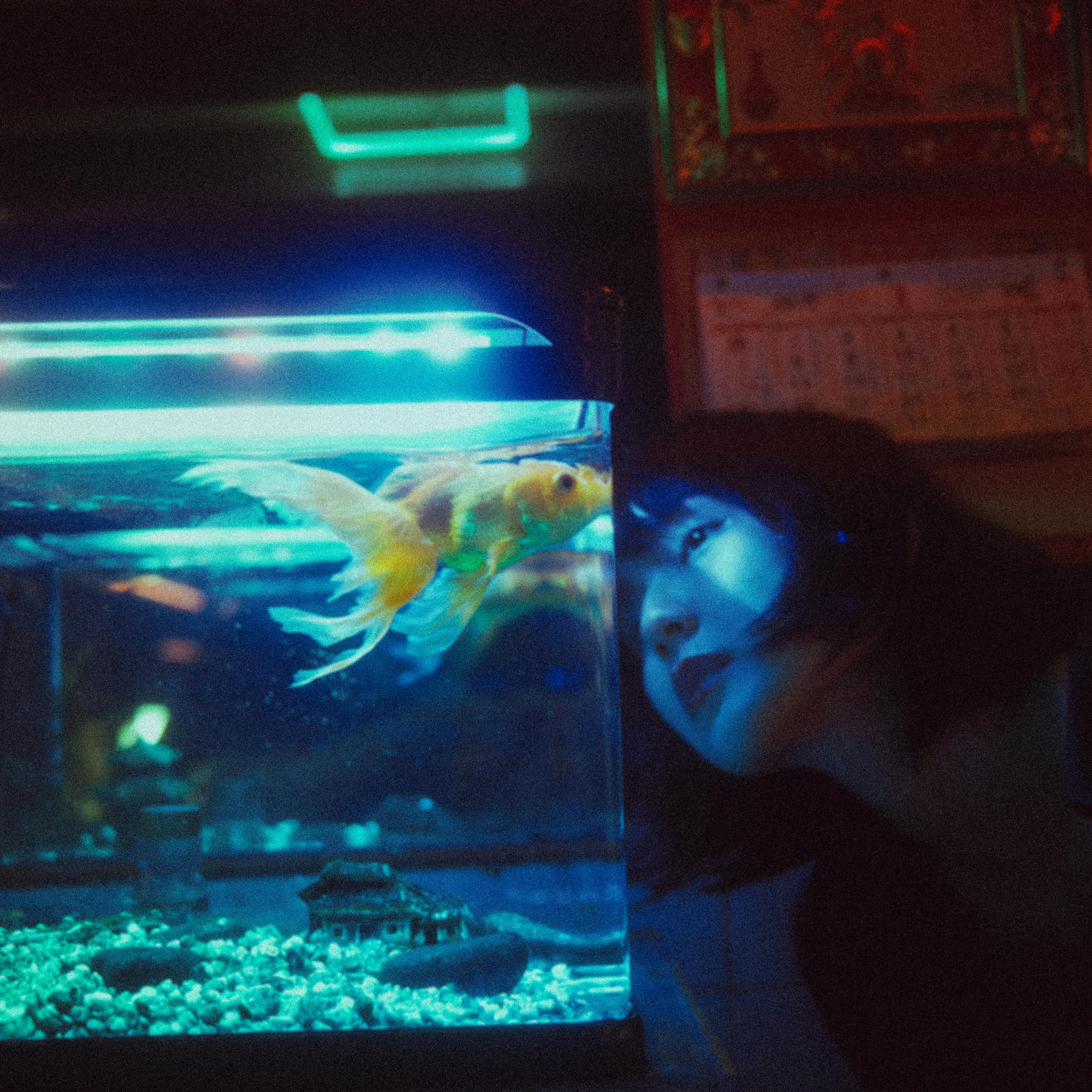 Woman Looking at a Fish Tank. There is Dim Lighting in the Scene Woman Looking at a Fish Tank. There is Dim Lighting in the Scene