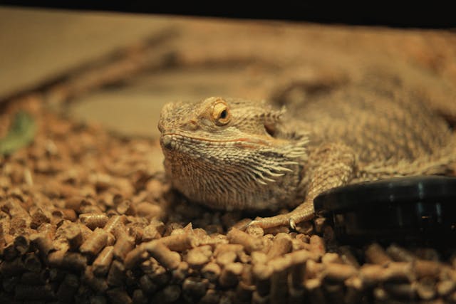 Bearded Dragon Looking Sleepy and Getting Ready For Brumation Bearded Dragon Looking Sleepy and Getting Ready For Brumation