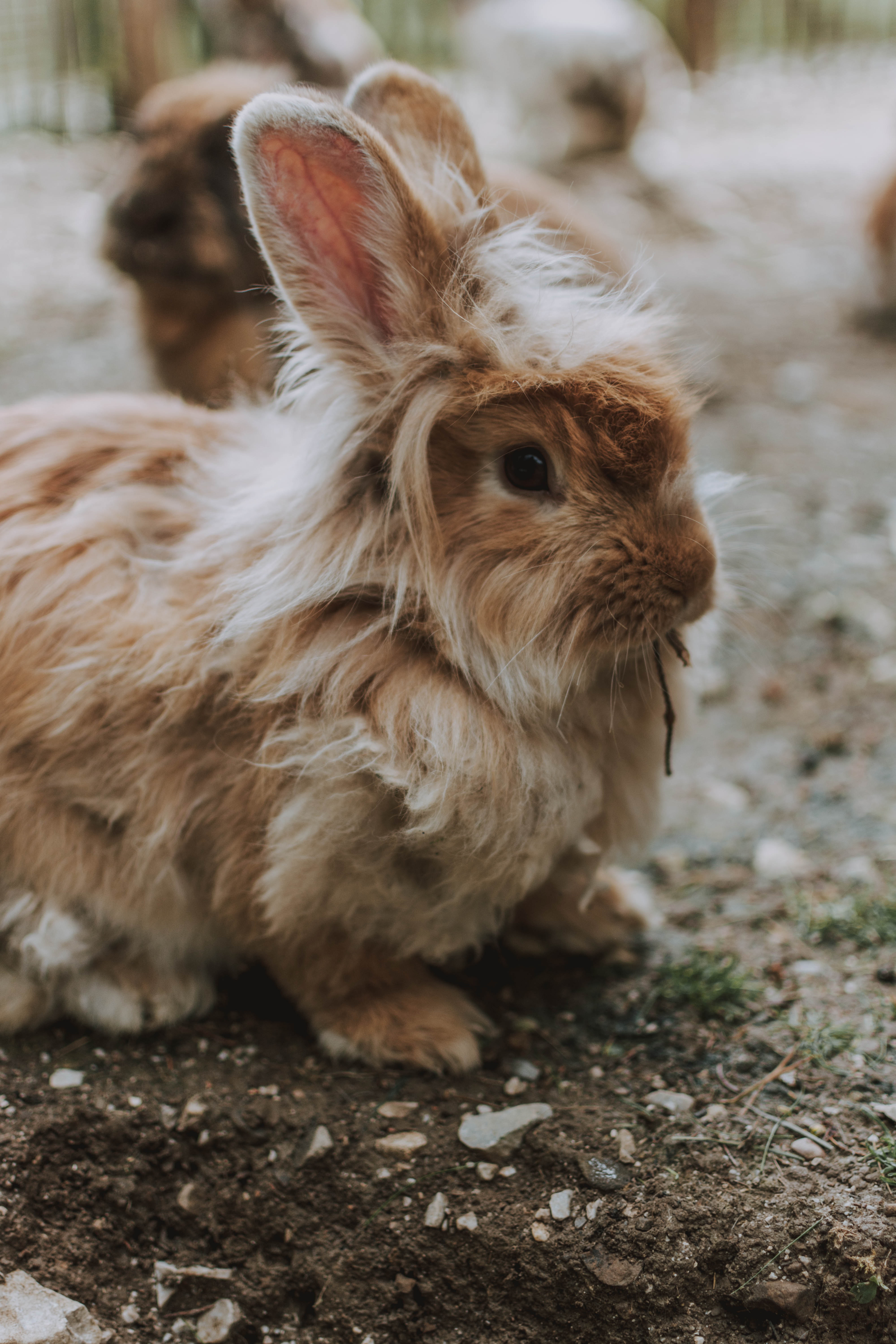 Furry Small Rabbit Furry Small Rabbit
