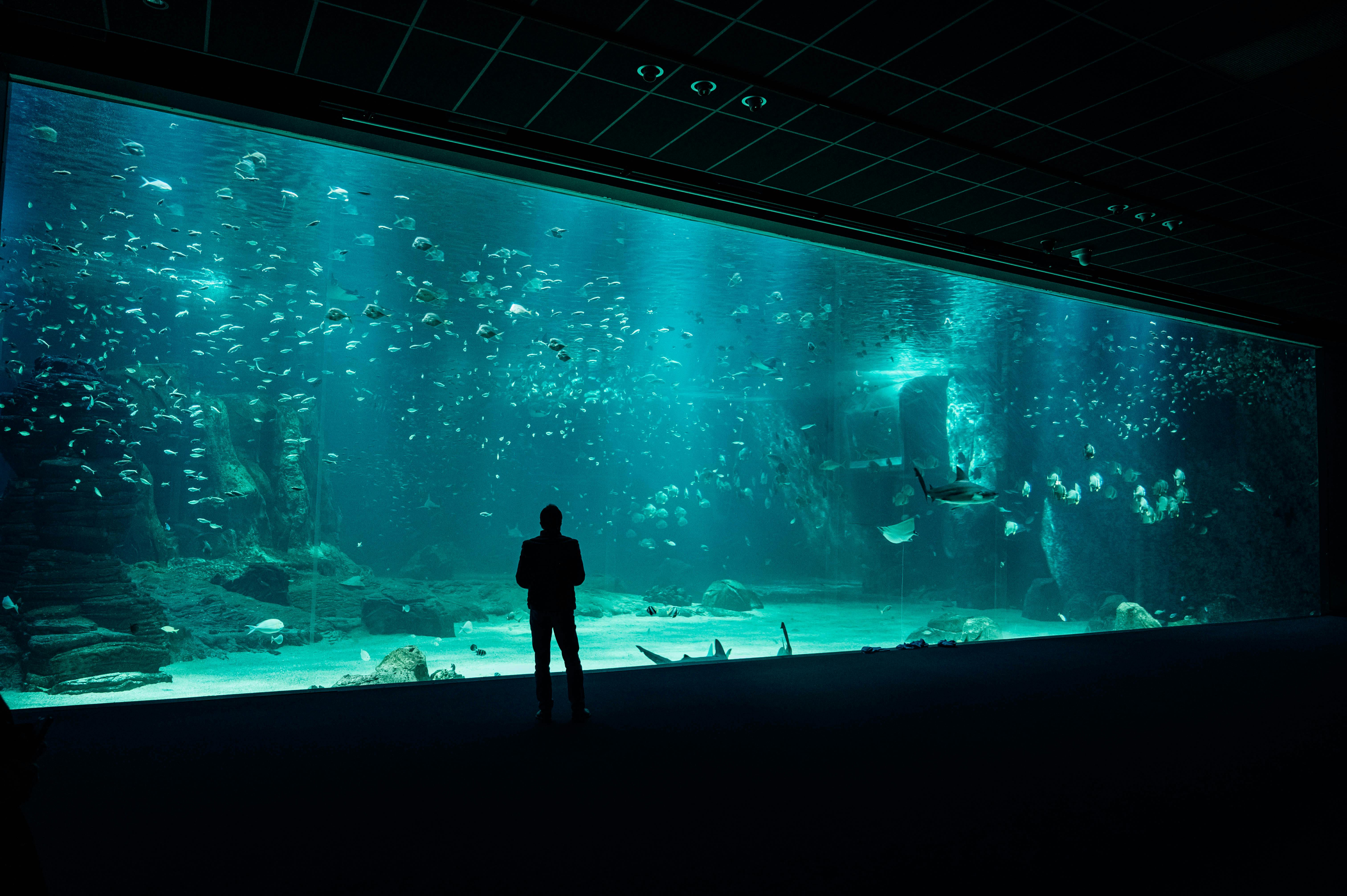 A Very Large Fish Tank A Very Large Fish Tank