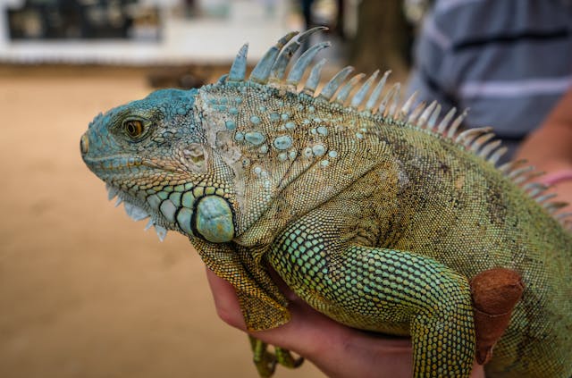 Person Holding a Green Iguana in their Hand