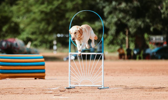 Dog Jumping Through a Hoop on a Dog Park