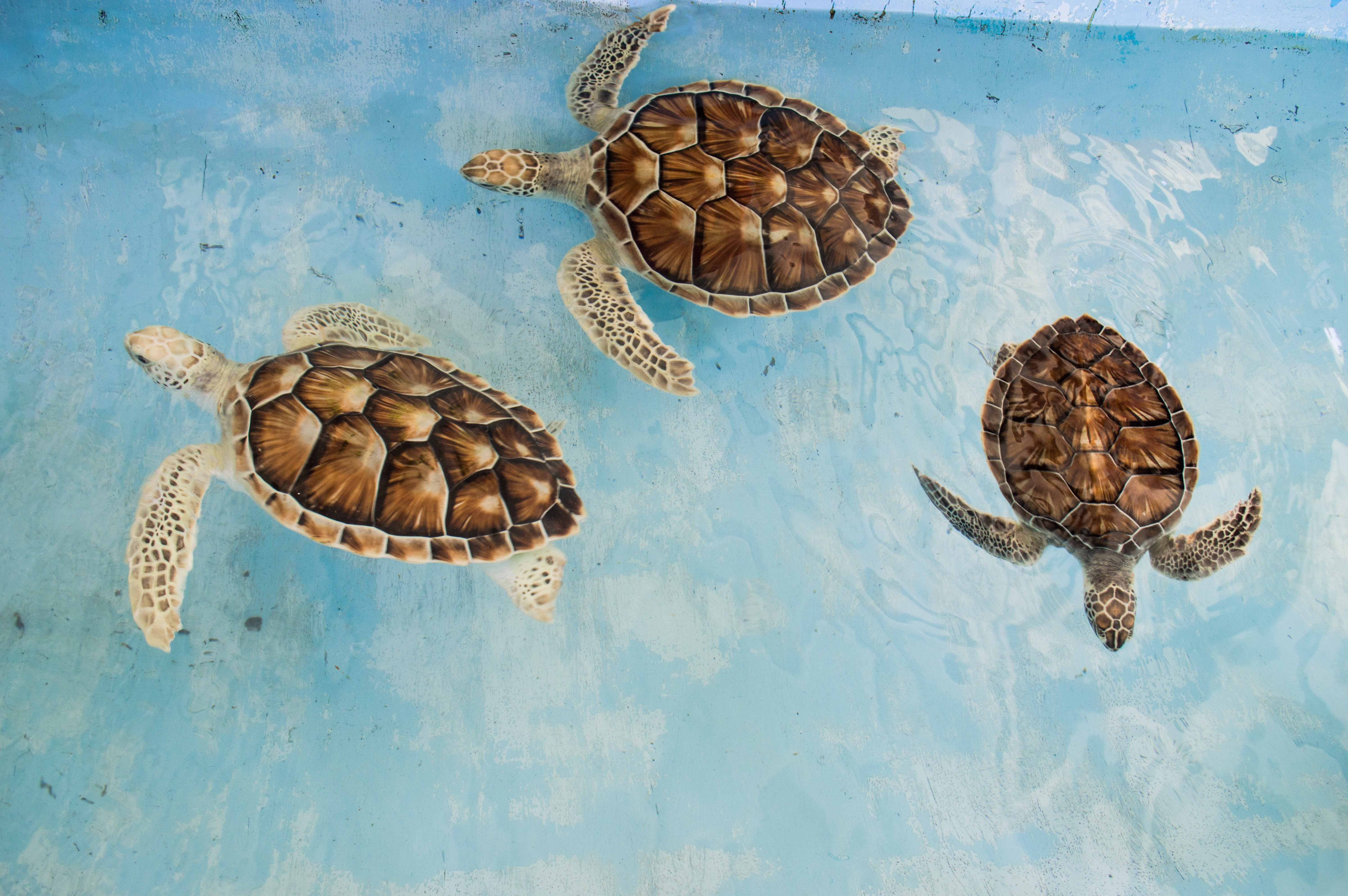 Three Adopted Pet Turtles Swimming in Their Water Habitat