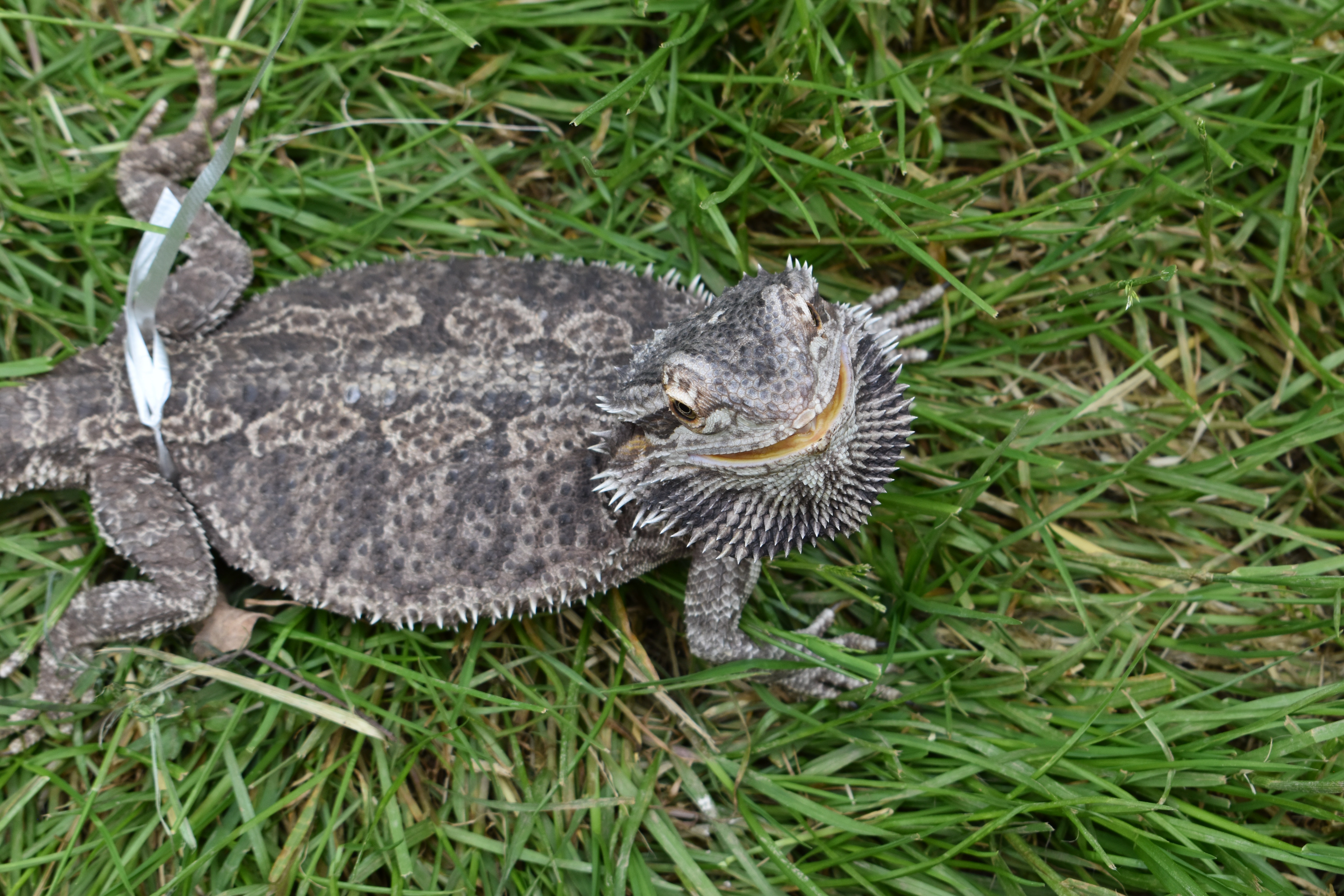 Bearded Dragon in the Grass. Looks Like it is Smiling and Answering "Yes!" to the Question Are Bearded Dragons Good Pets? Bearded Dragon in the Grass. Looks Like it is Smiling and Answering "Yes!" to the Question Are Bearded Dragons Good Pets?