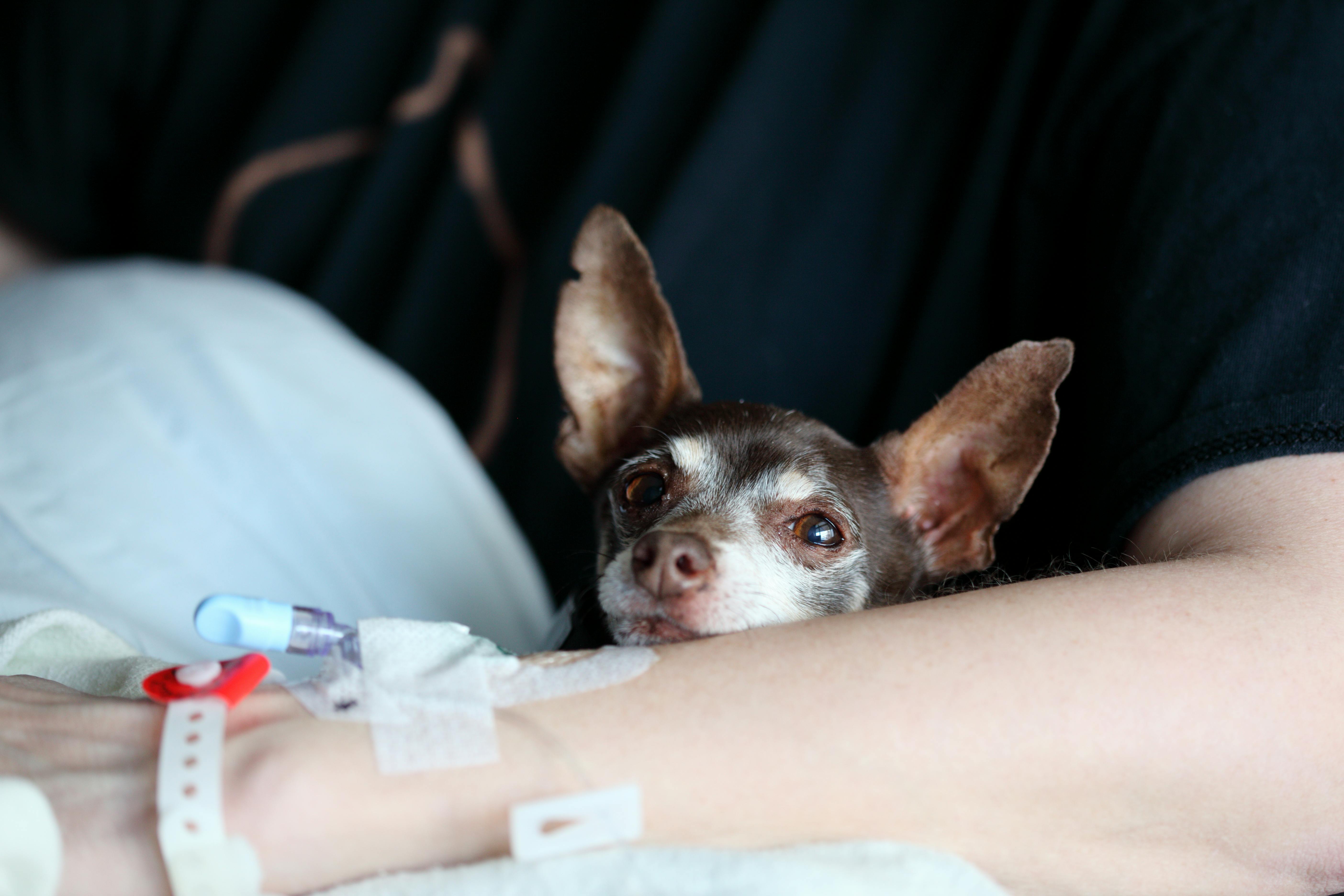 Small Dog Resting Its Head on the Arm of a Person That Has IVs in Their Arm