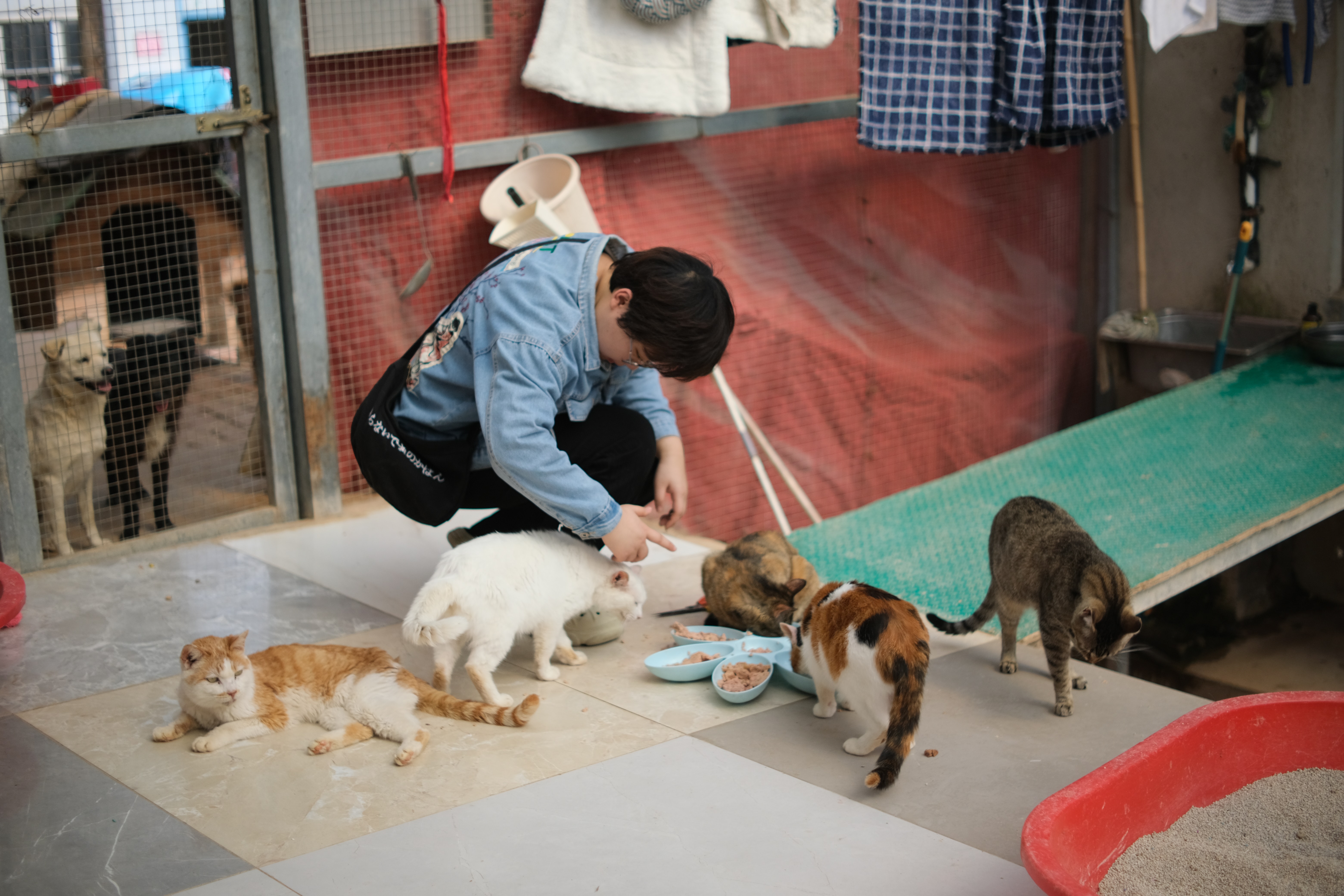 Person Taking Care of Shelter Animals as One of Many Animal Rescue Jobs