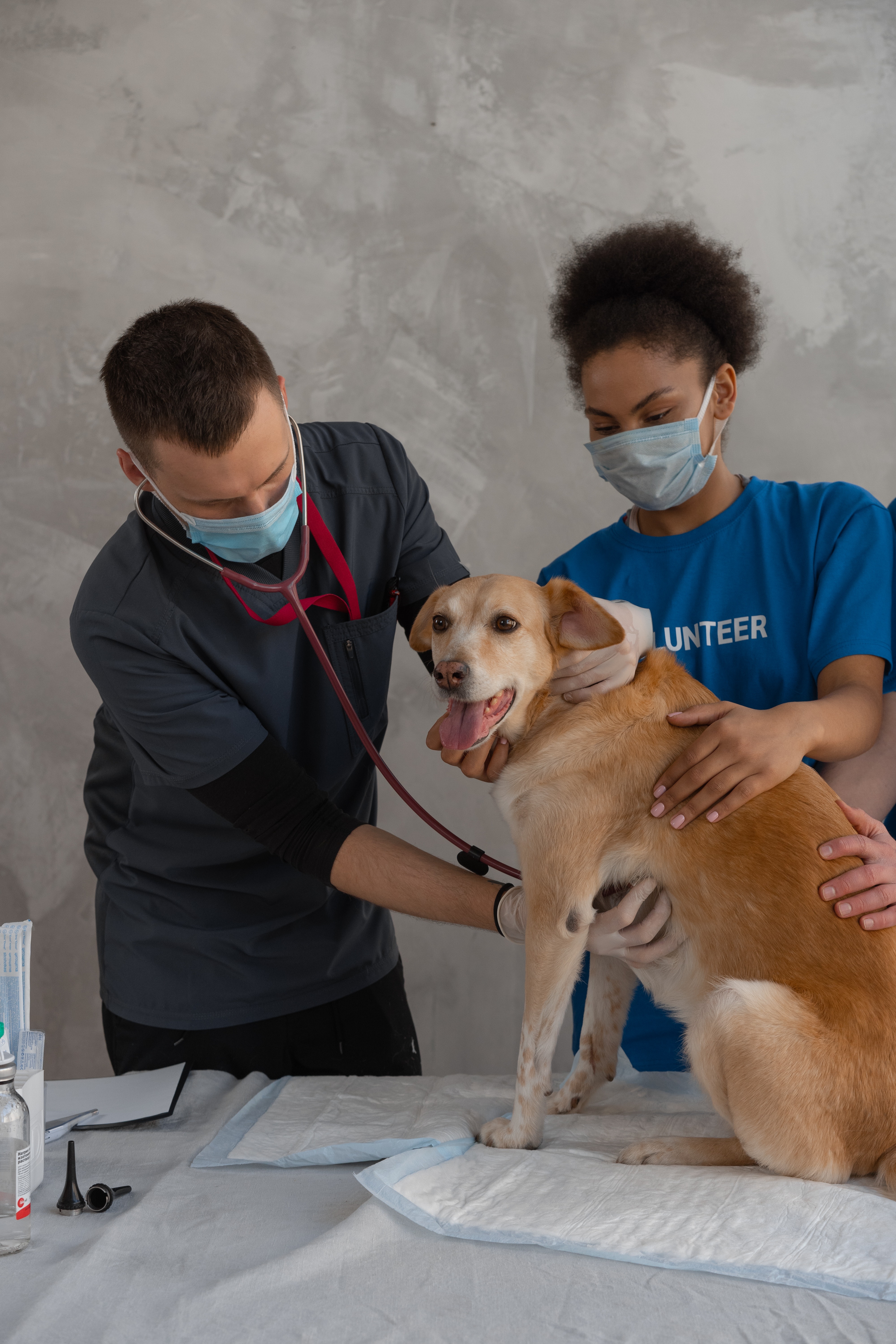 Dog at the Vet. A Vet Is Listening to the Dog’s Heartbeat With a Stethoscope and the Other Vet Is Holding the Dog