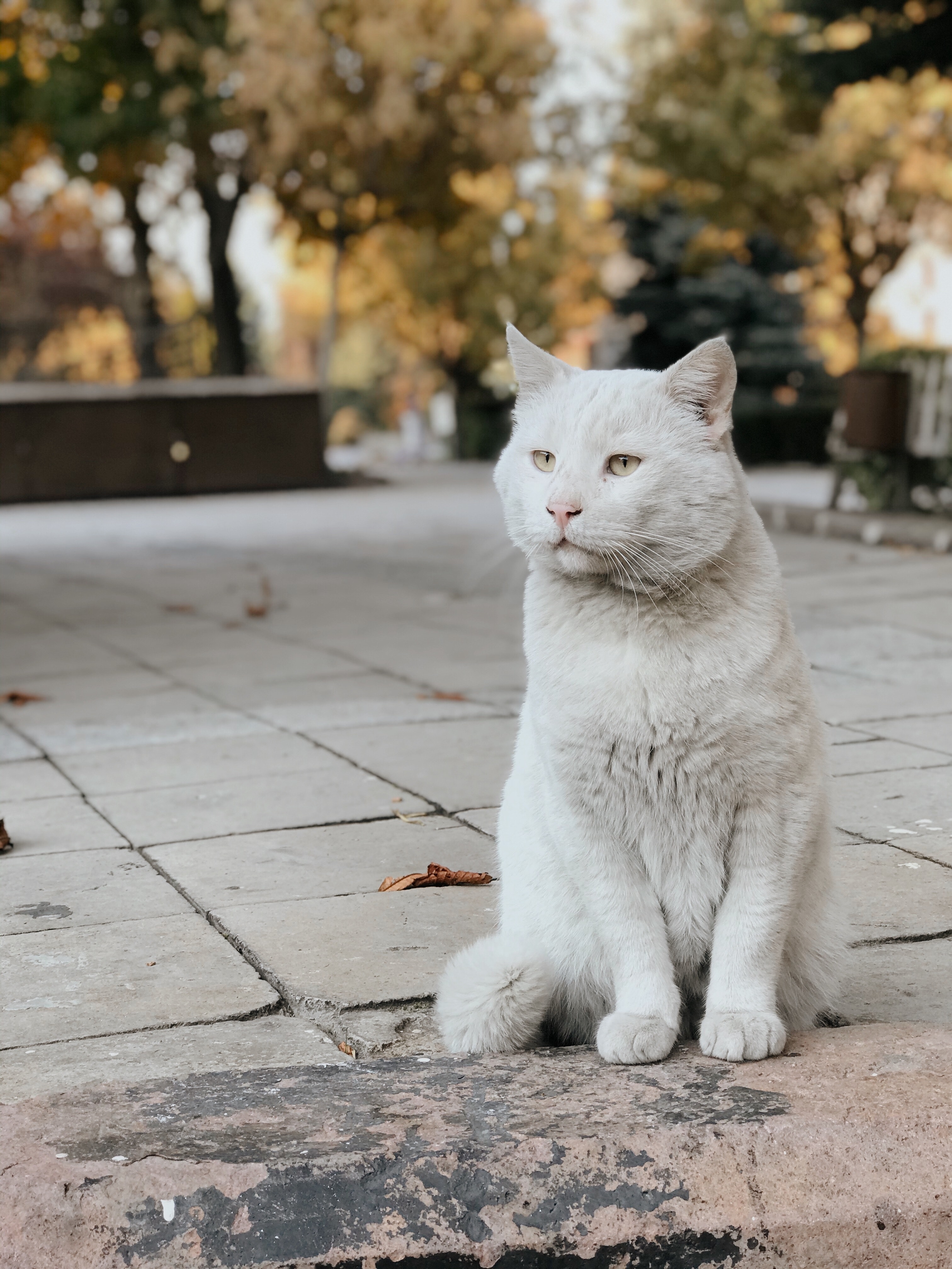White Cat in a Park White Cat in a Park