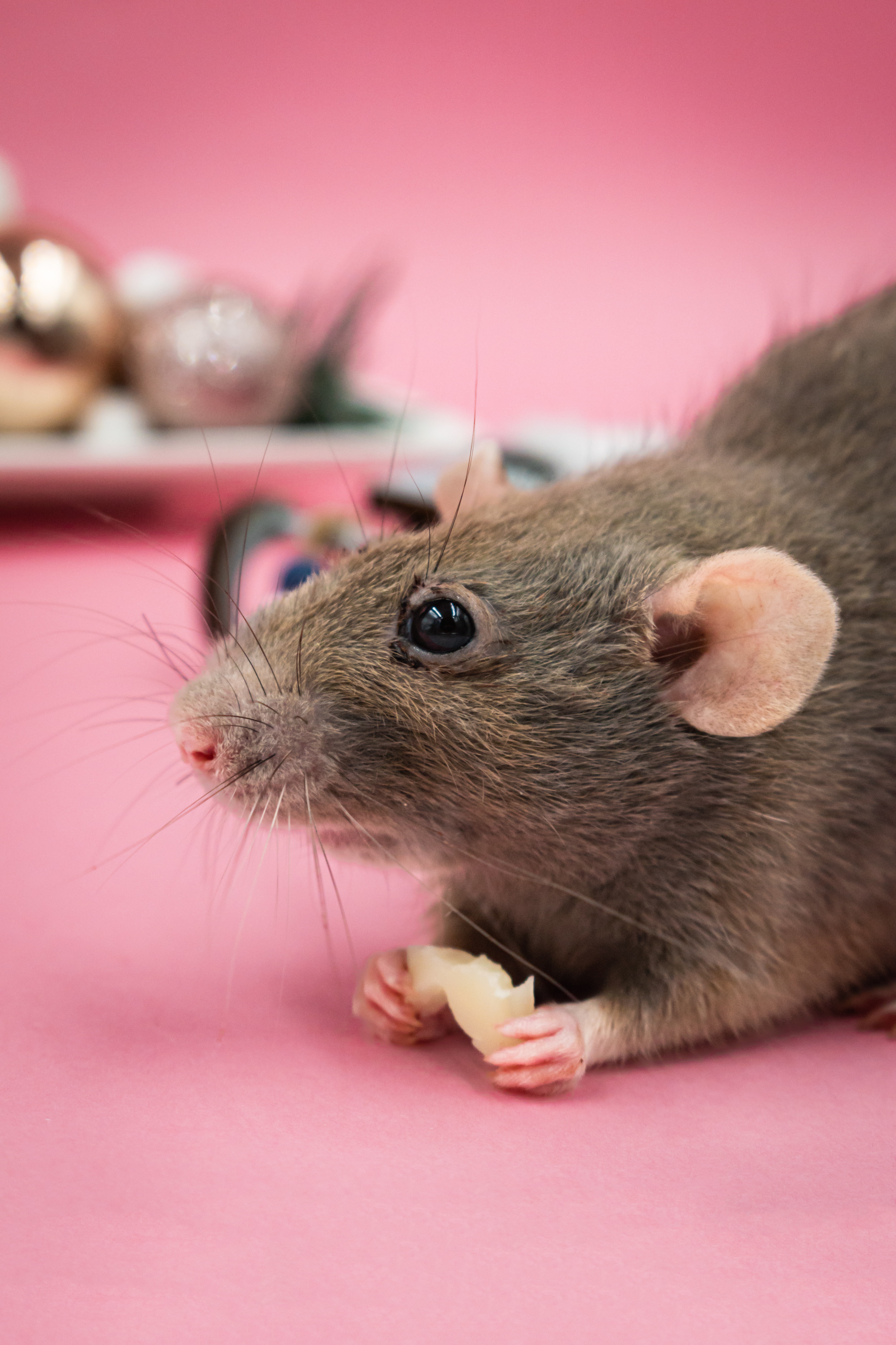 Rescue Pet Rat Eating Cheese