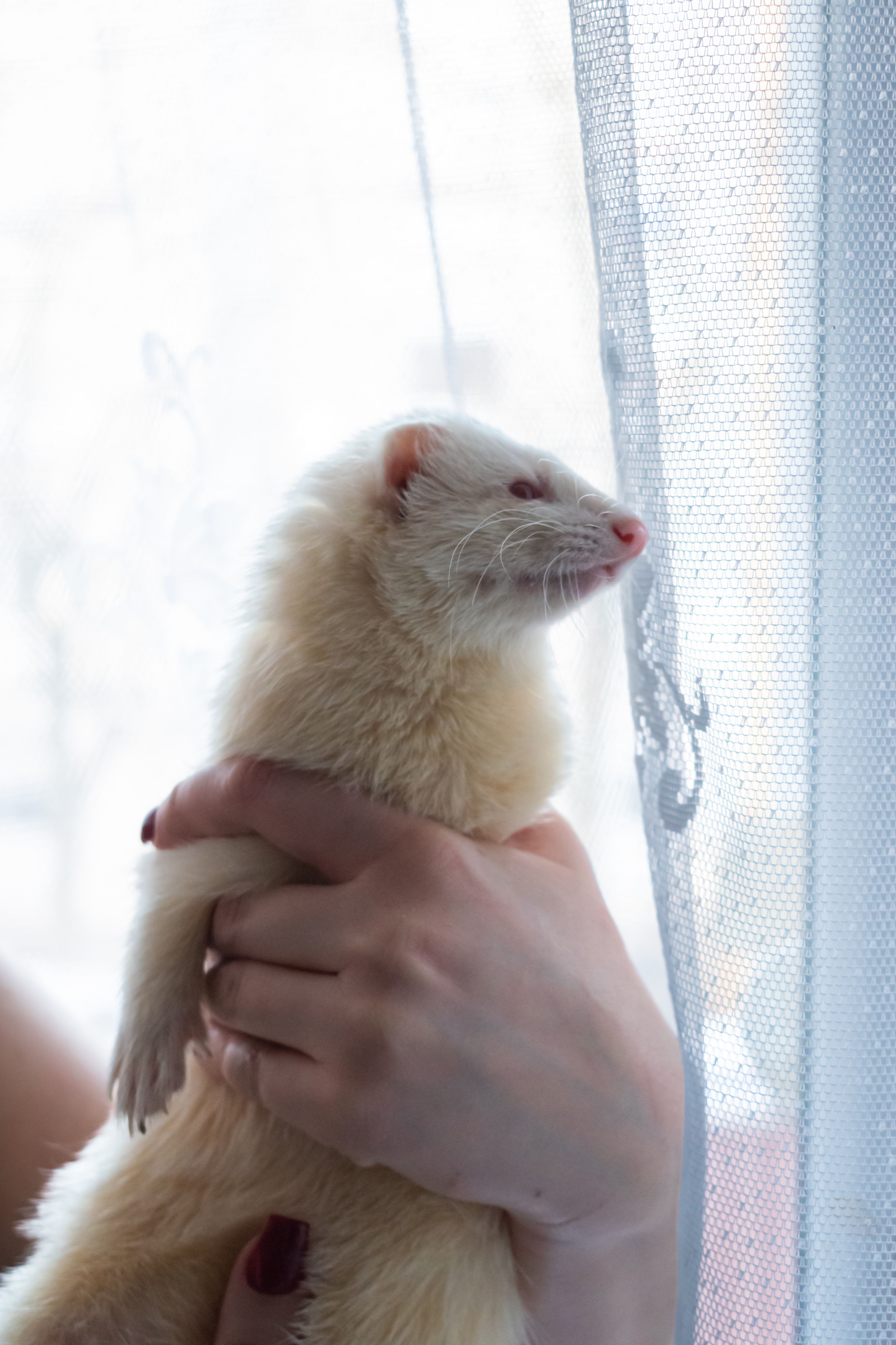Ferret Being Held Up by One Human Hand by a Window