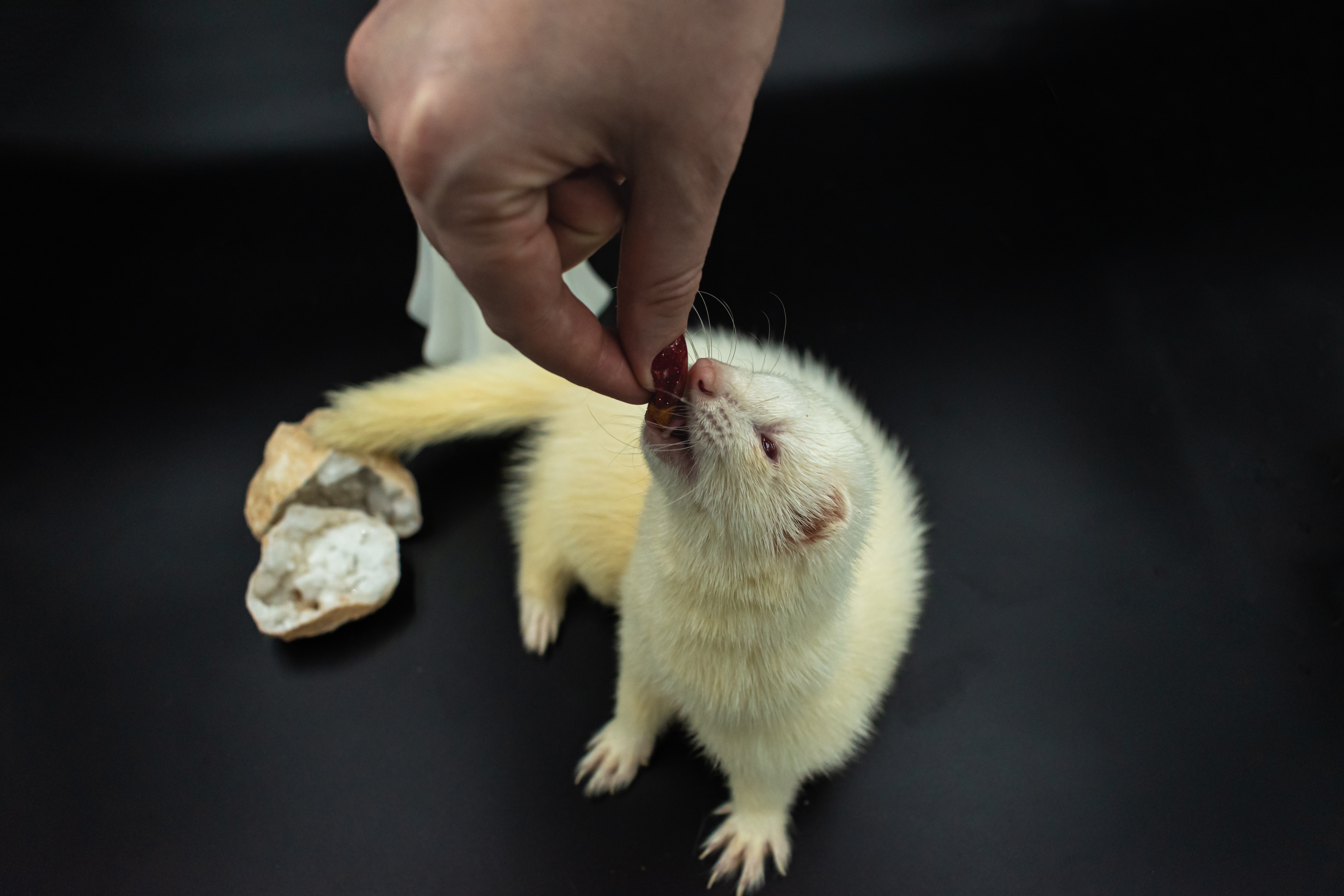 Ferret Eating From a Person's Hand