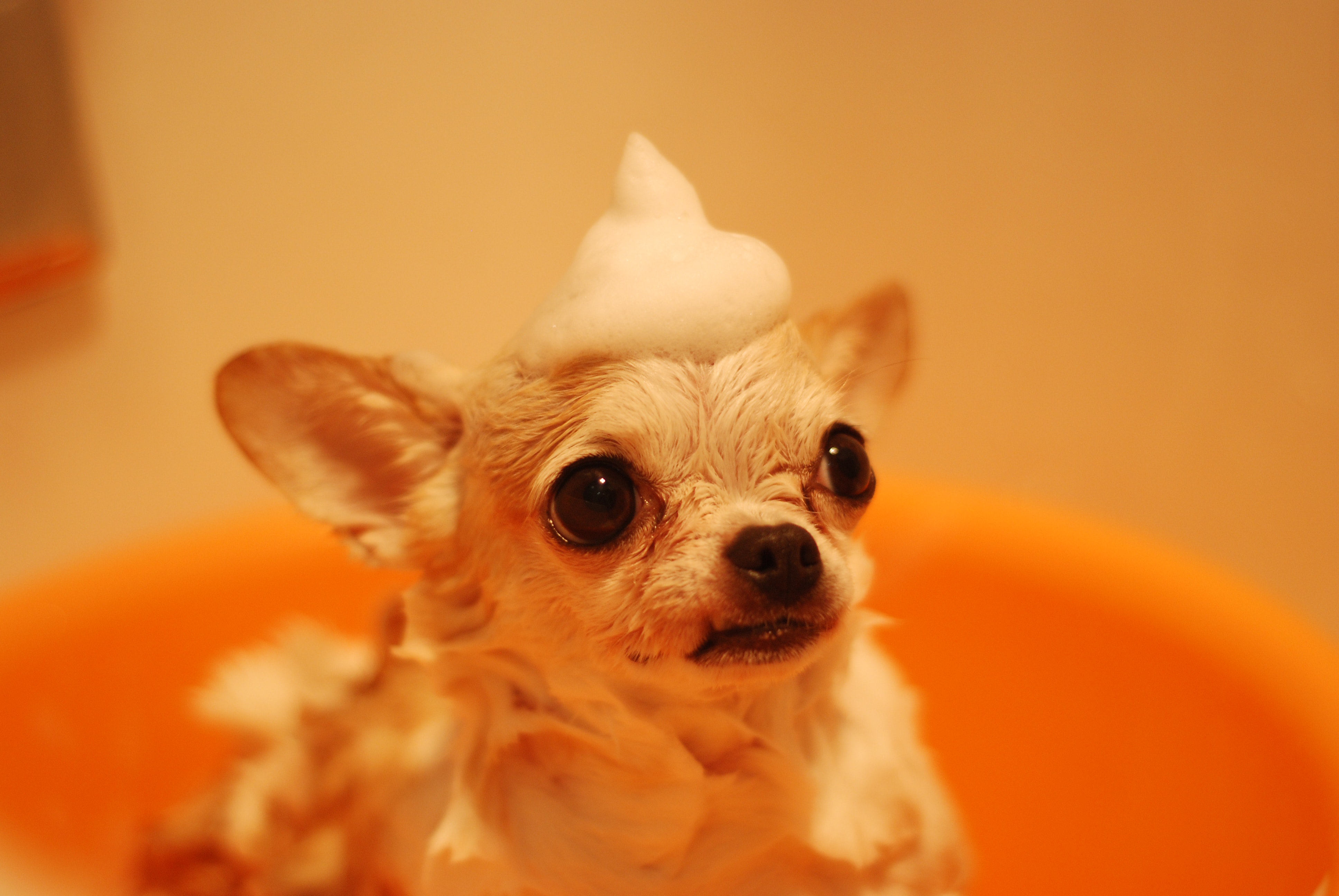 Chihuahua With Soap on their Head
