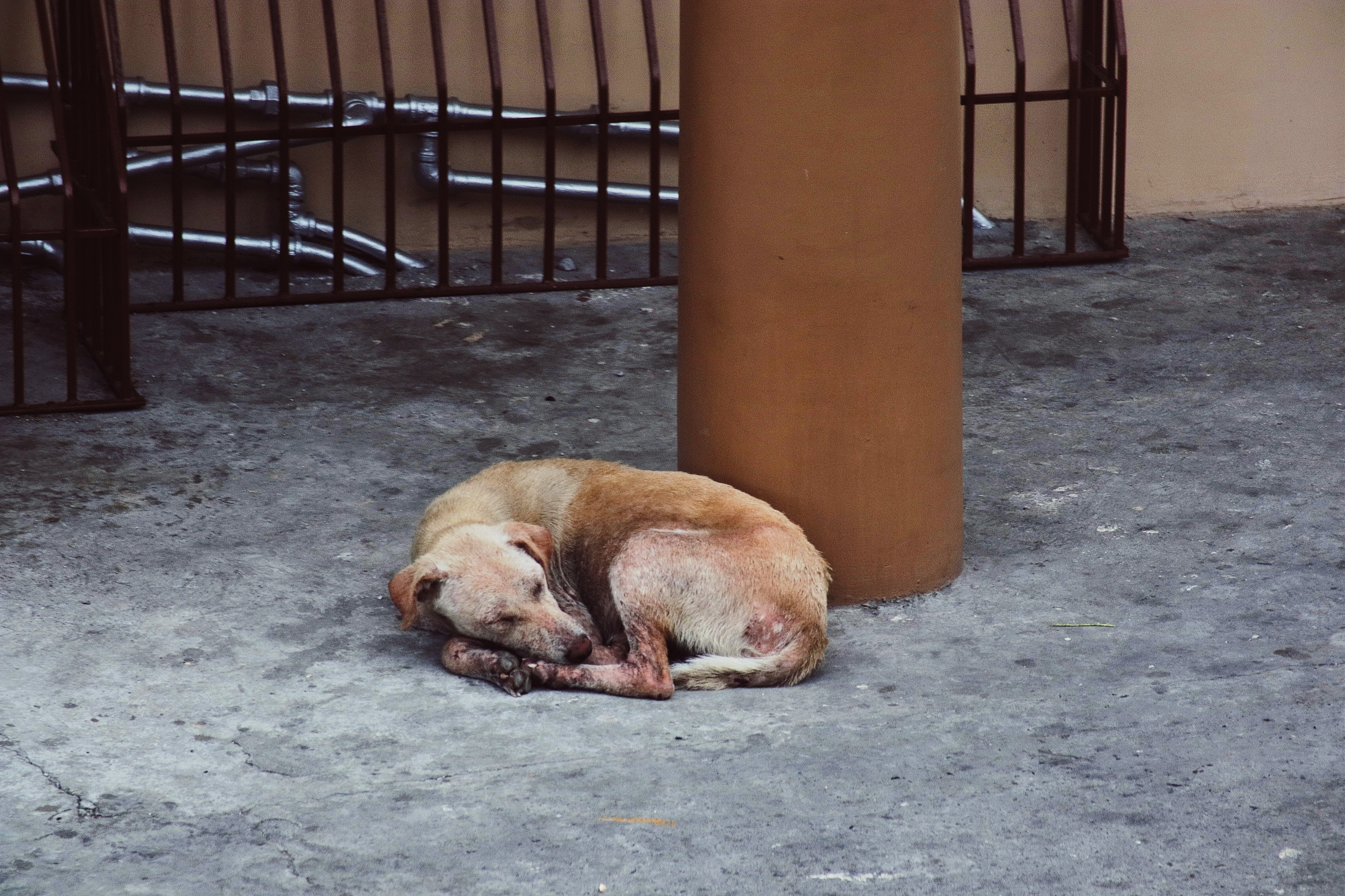 Dog Sitting Alone on Concrete Looking Sad and Abandoned